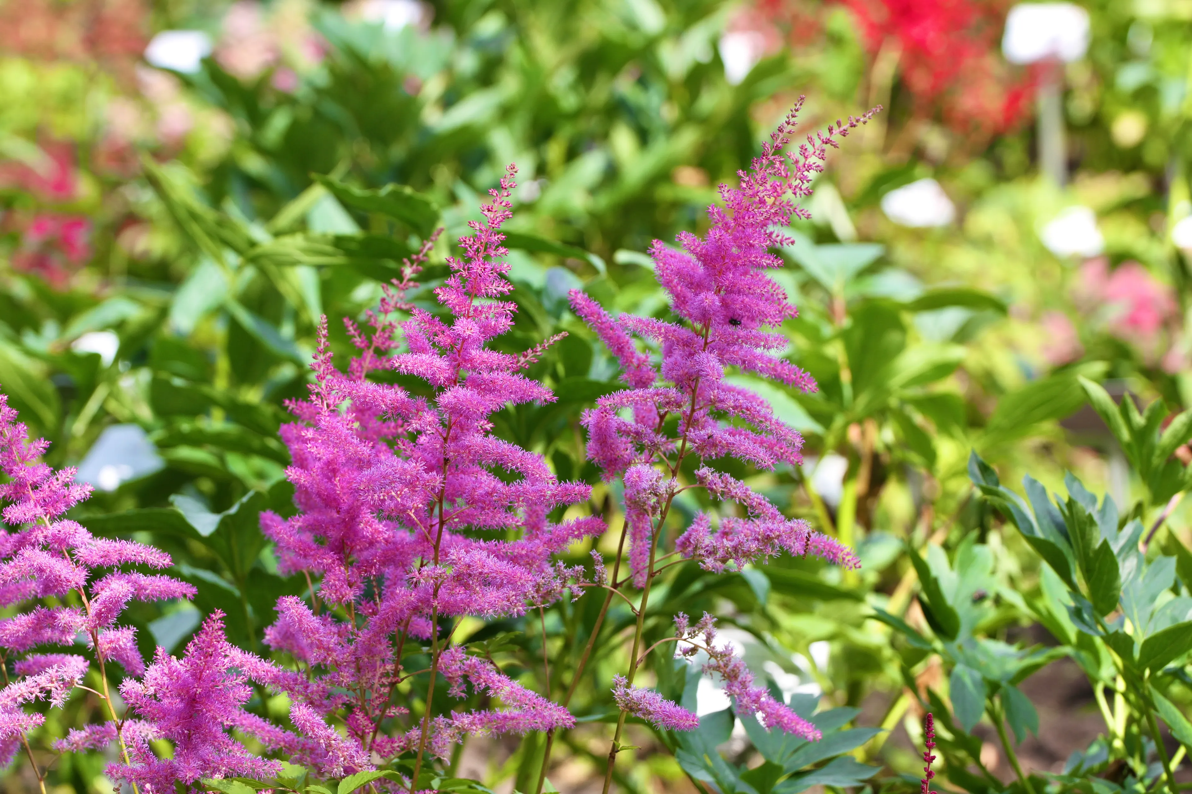 Astilbių žydėjimo metas botanikos sode / VDU botanikos sodo nuotr.
