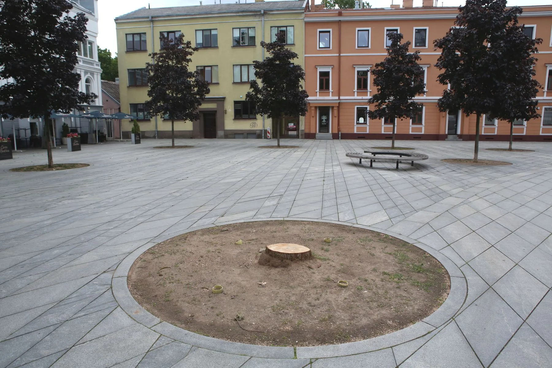 Klevas Nepriklausomybės aikštėje / M. Patašiaus nuotr.