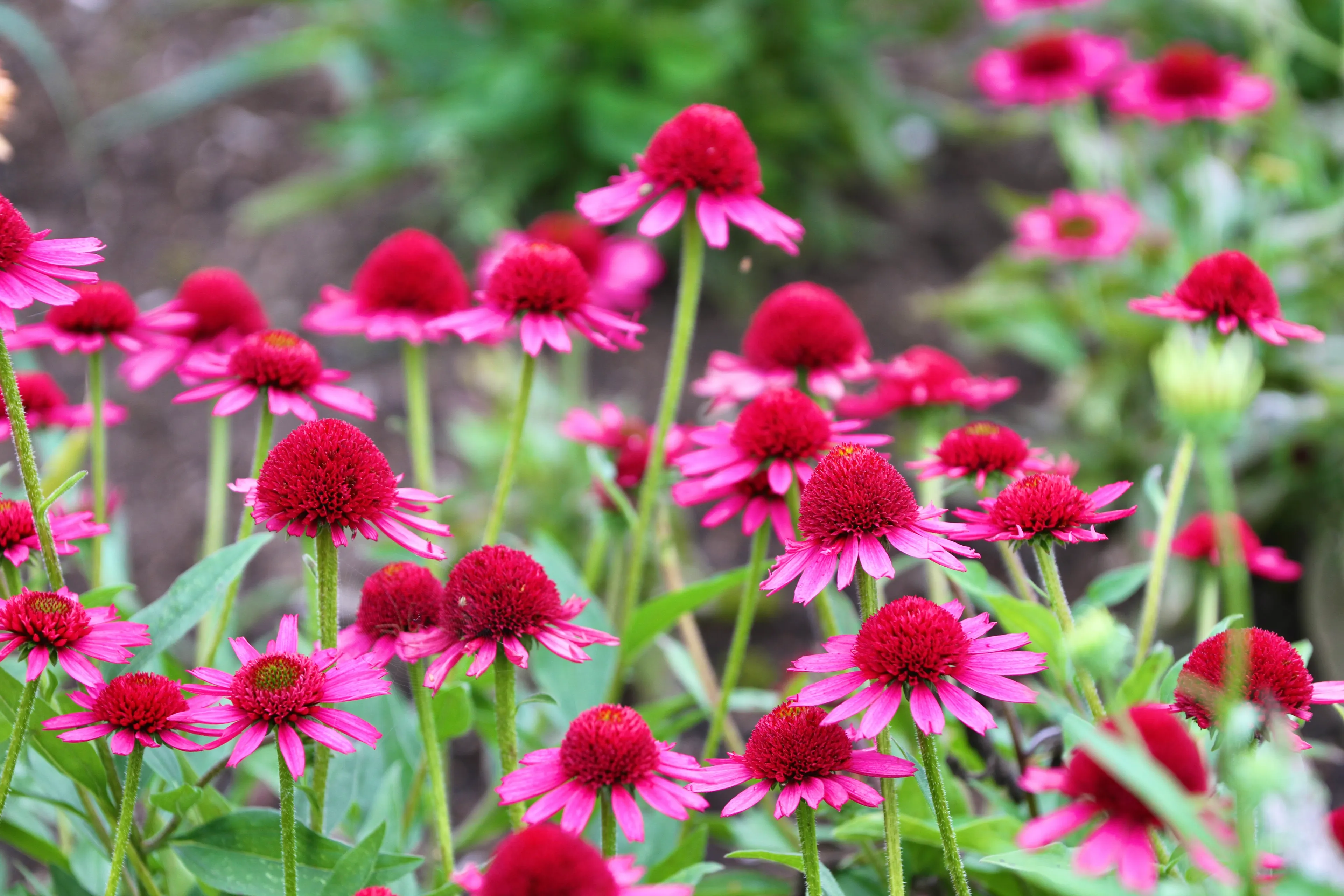 Ežiuolė „Delicious Candy“ / VDU Botanikos sodo nuotr.