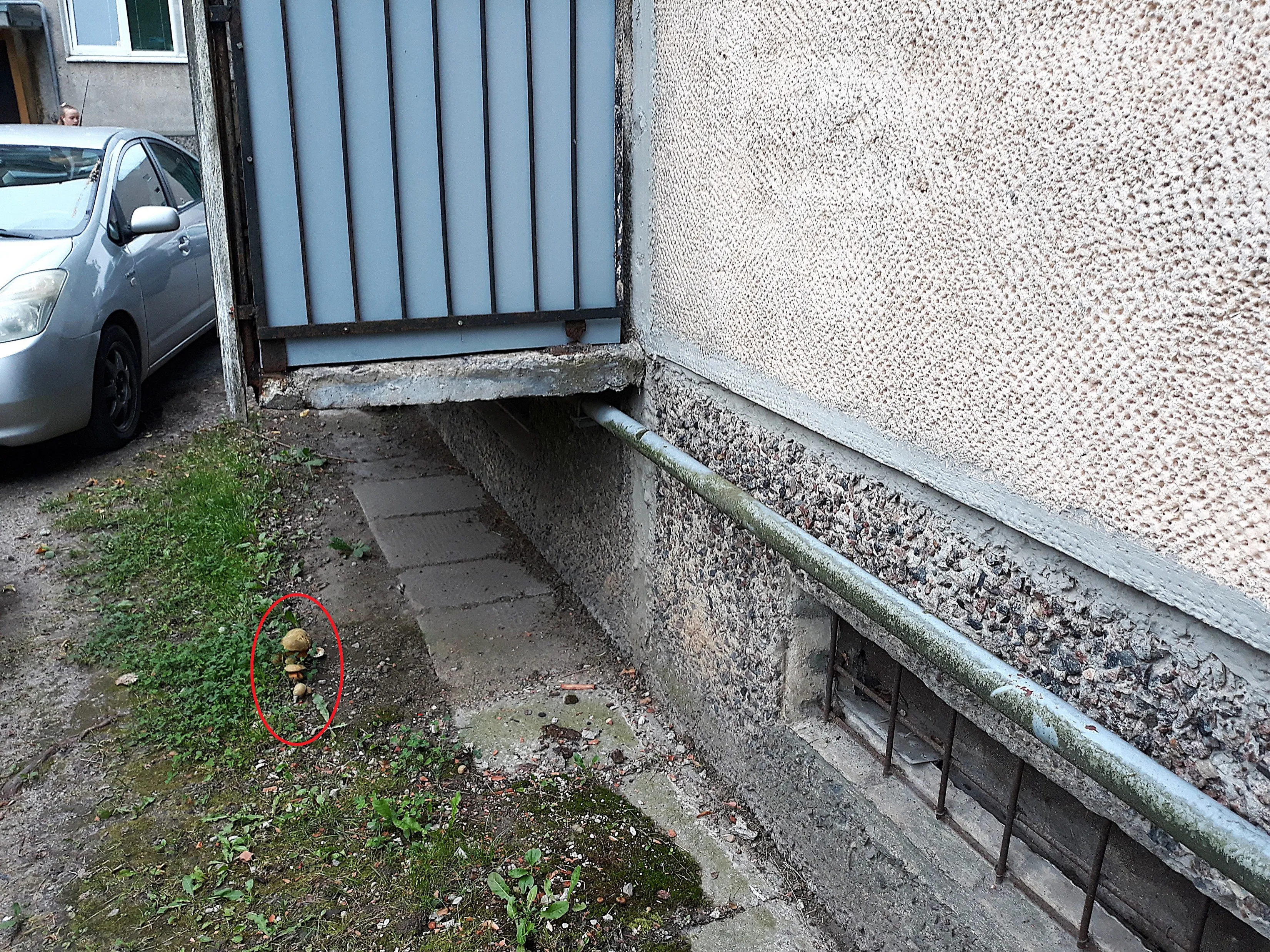 Grybai po balkonu / Skaitytojų nuotr.