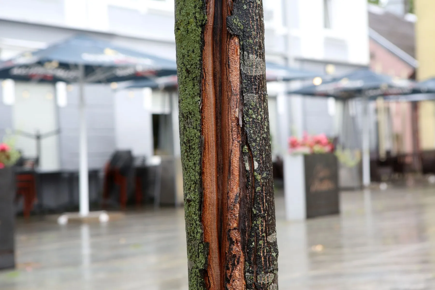 Ligotas ąžuoliukas ir klevas netoli Įgulos bažnyčios / M. Patašiaus nuotr.