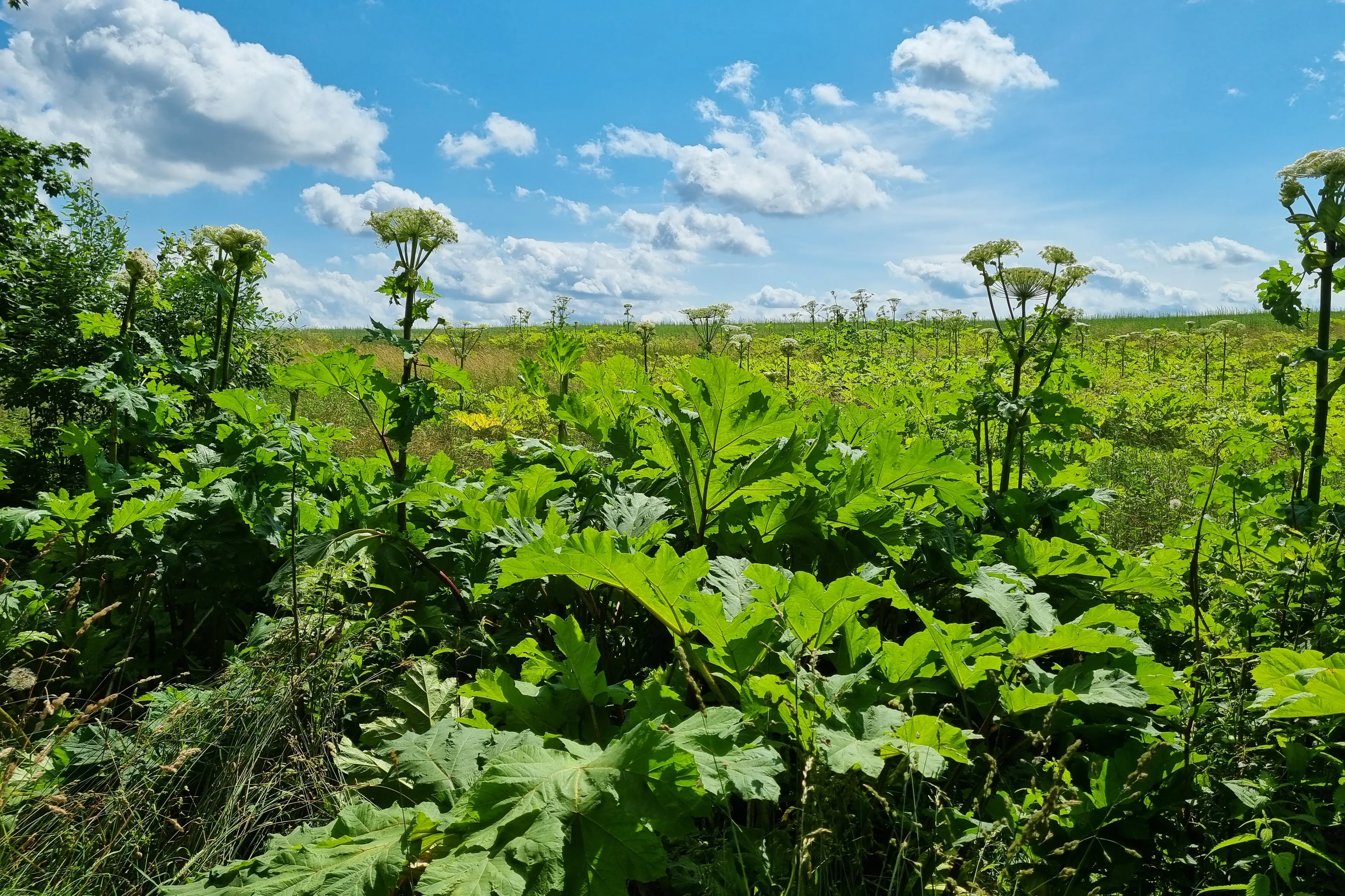 Sosnovskio barščiai