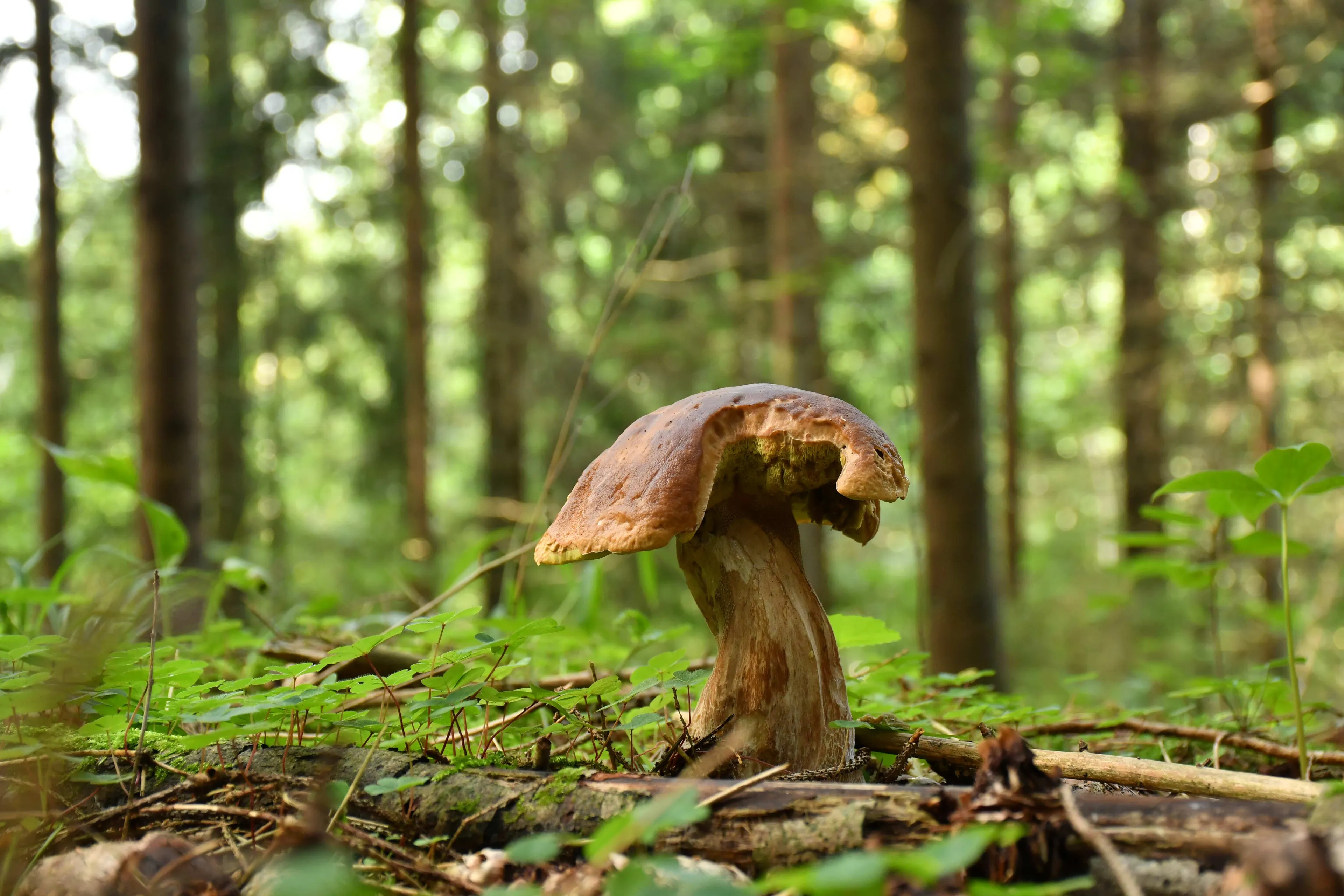 Grybas, grybavimas, miškas