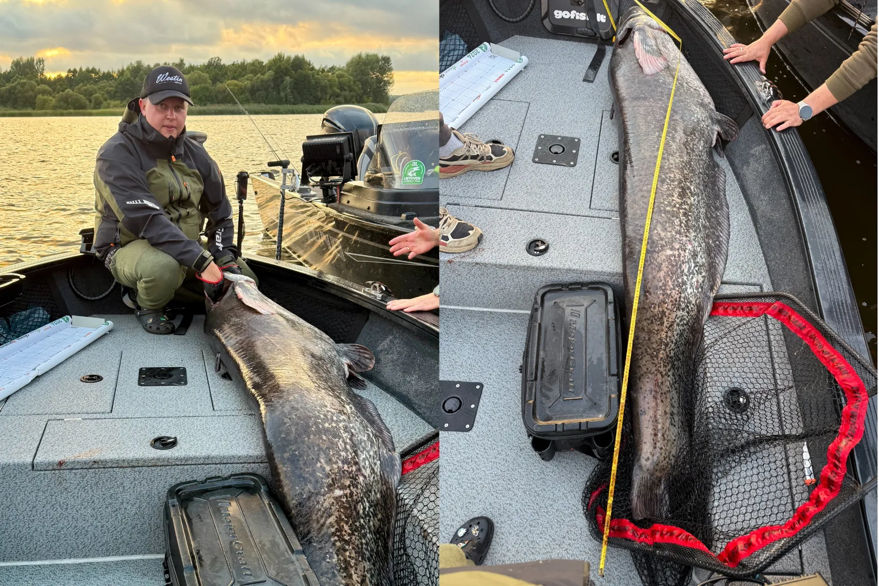 Kauno mariose sugautas šamas