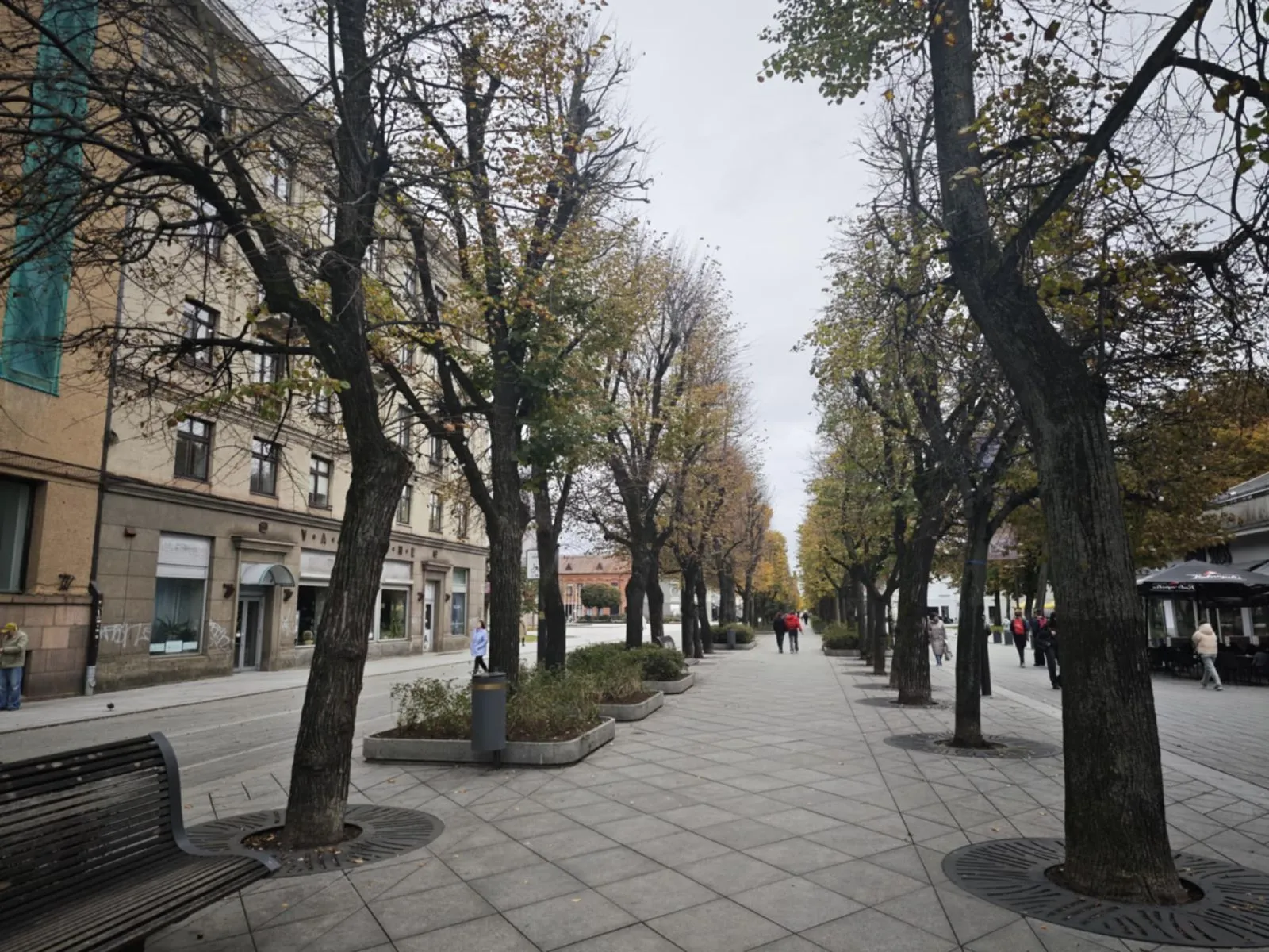 Mirštančios Laisvės alėjos liepos / Kas vyksta nuotr.