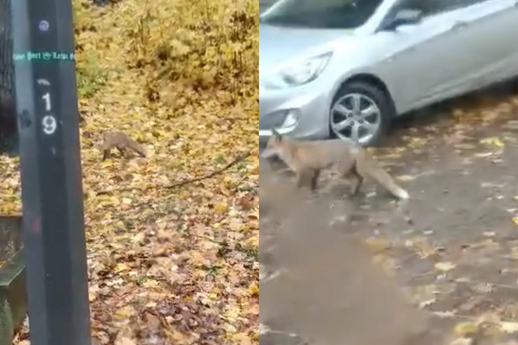 Laukinis gyvūnas ant parodos kalno / Skaitytojos video stop kadro nuotr.