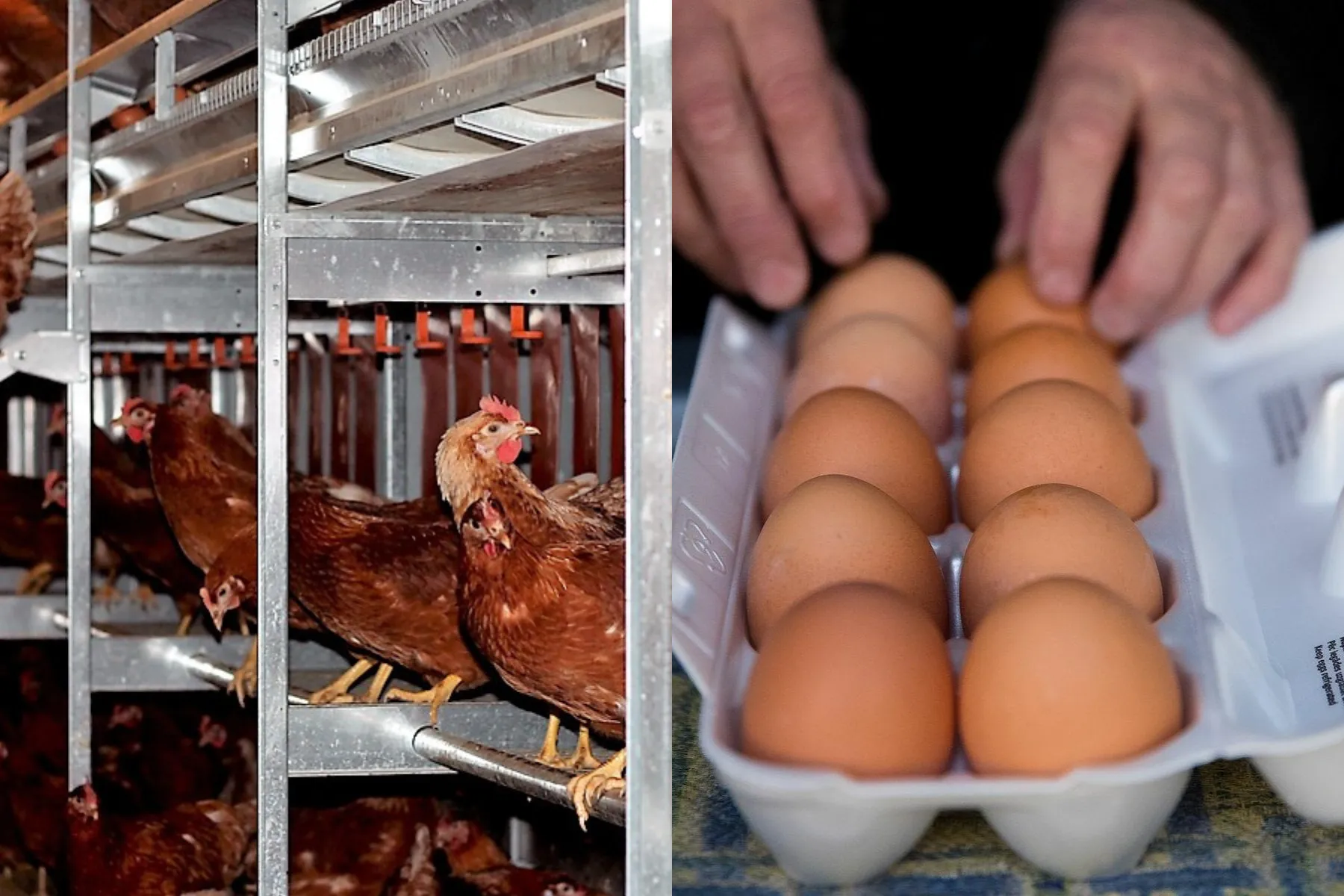 Asociatyvi / DELFI nuotr. / „Groward Group“ nuotr.