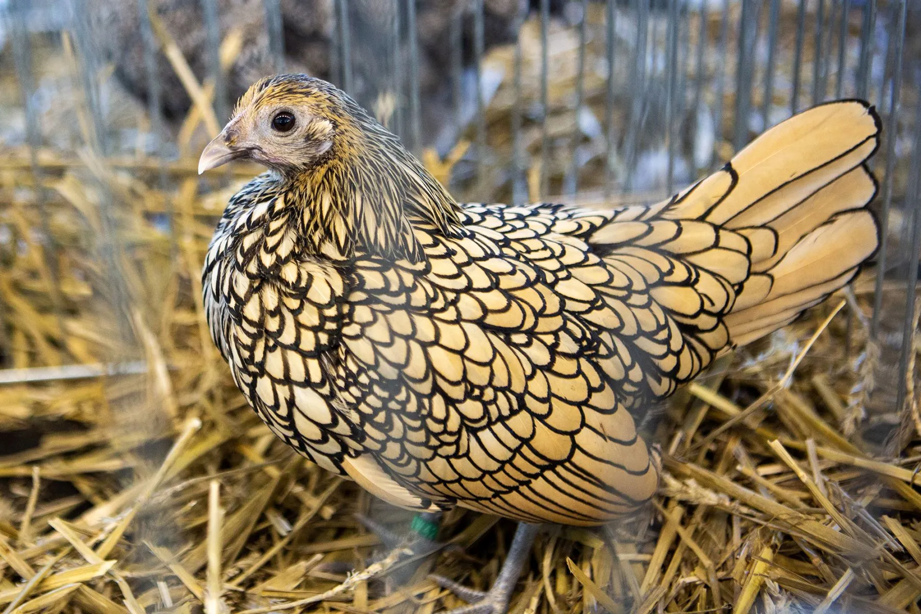 Paukščių paroda Kaune / Organizatorių nuotr.