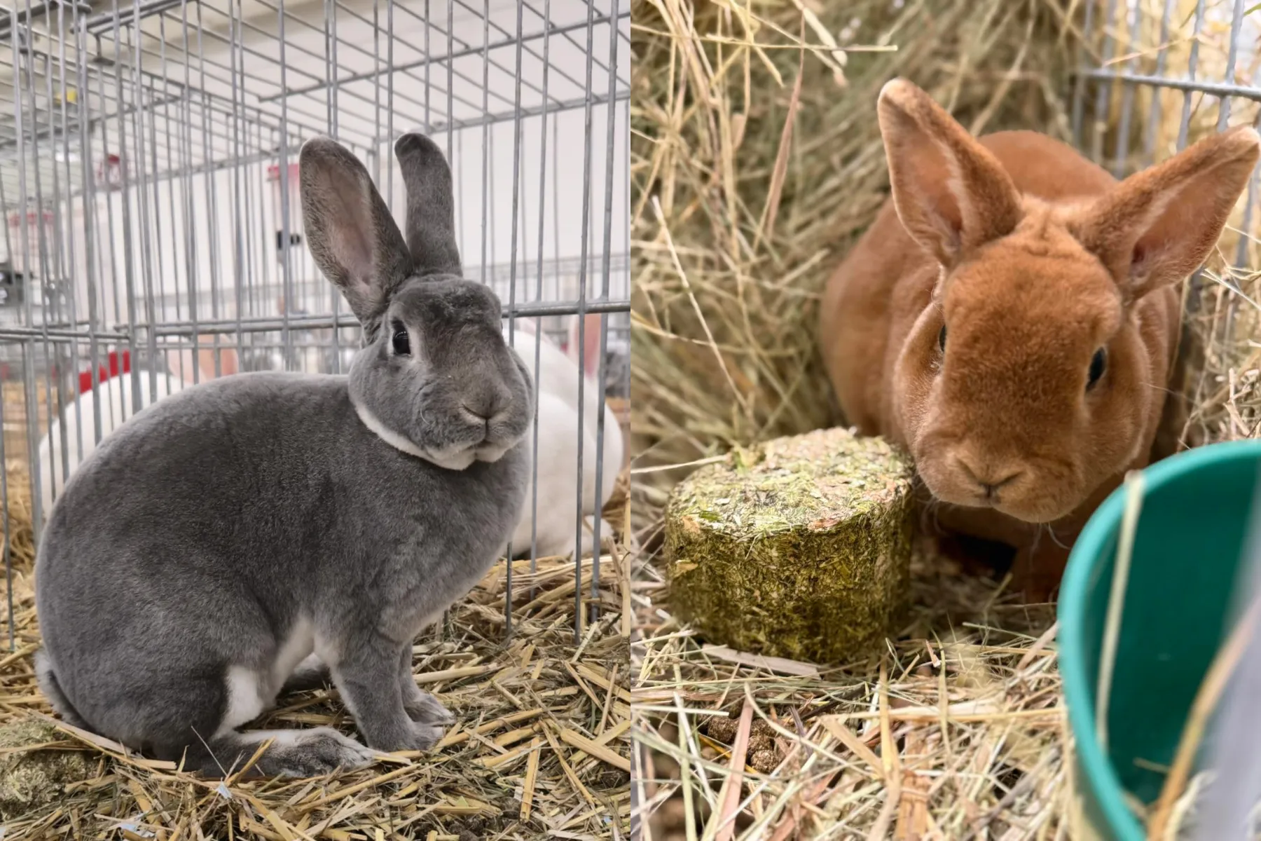 Veisliniai triušiai / Organizatorių nuotr.