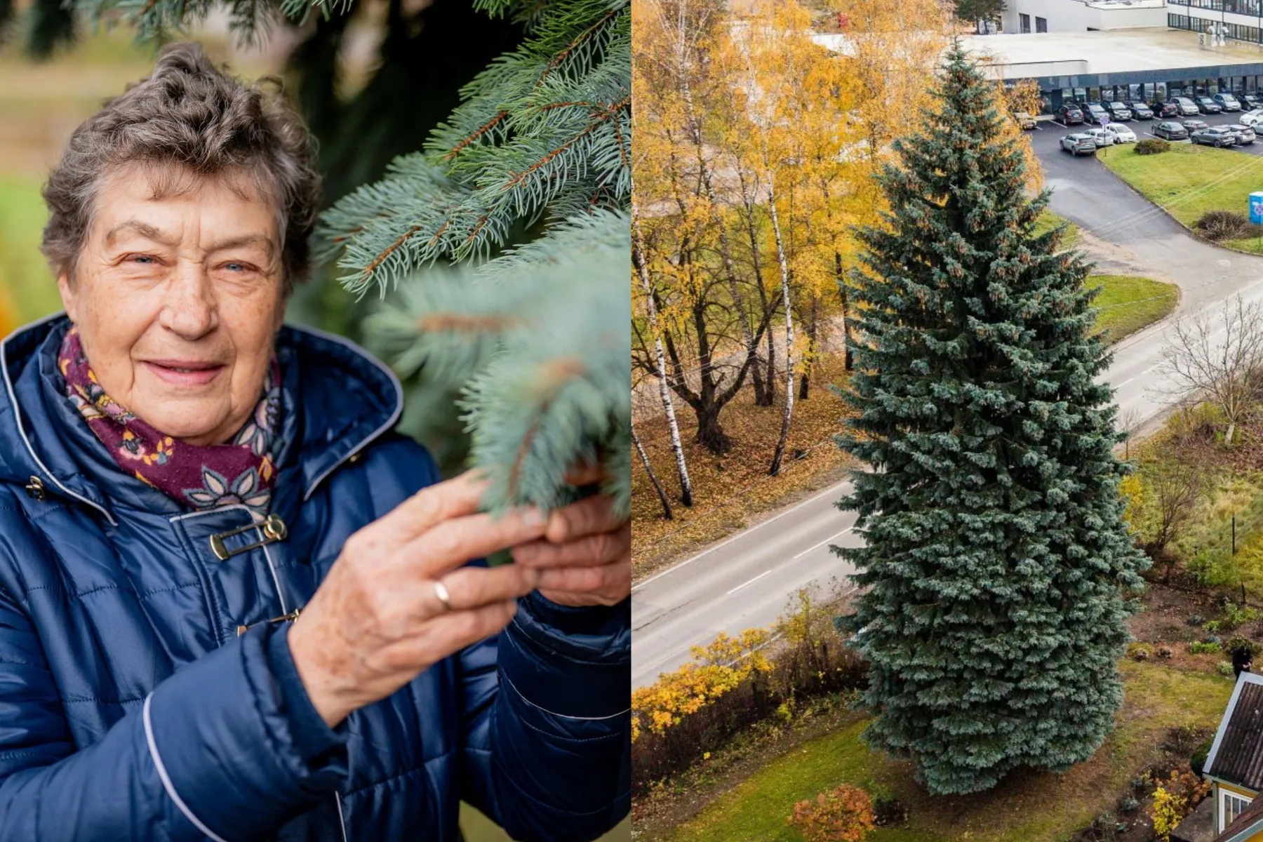 Kalėdų eglė / Kaunas.lt nuotr.