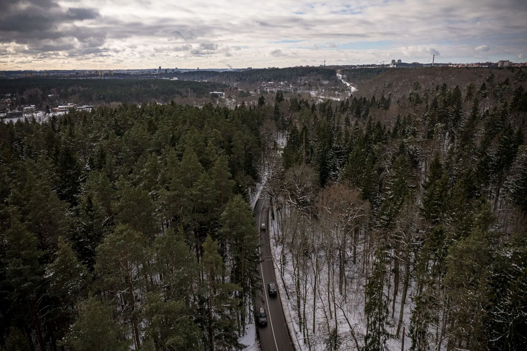 Miškas / J. Elinsko / ELTA nuotr.
