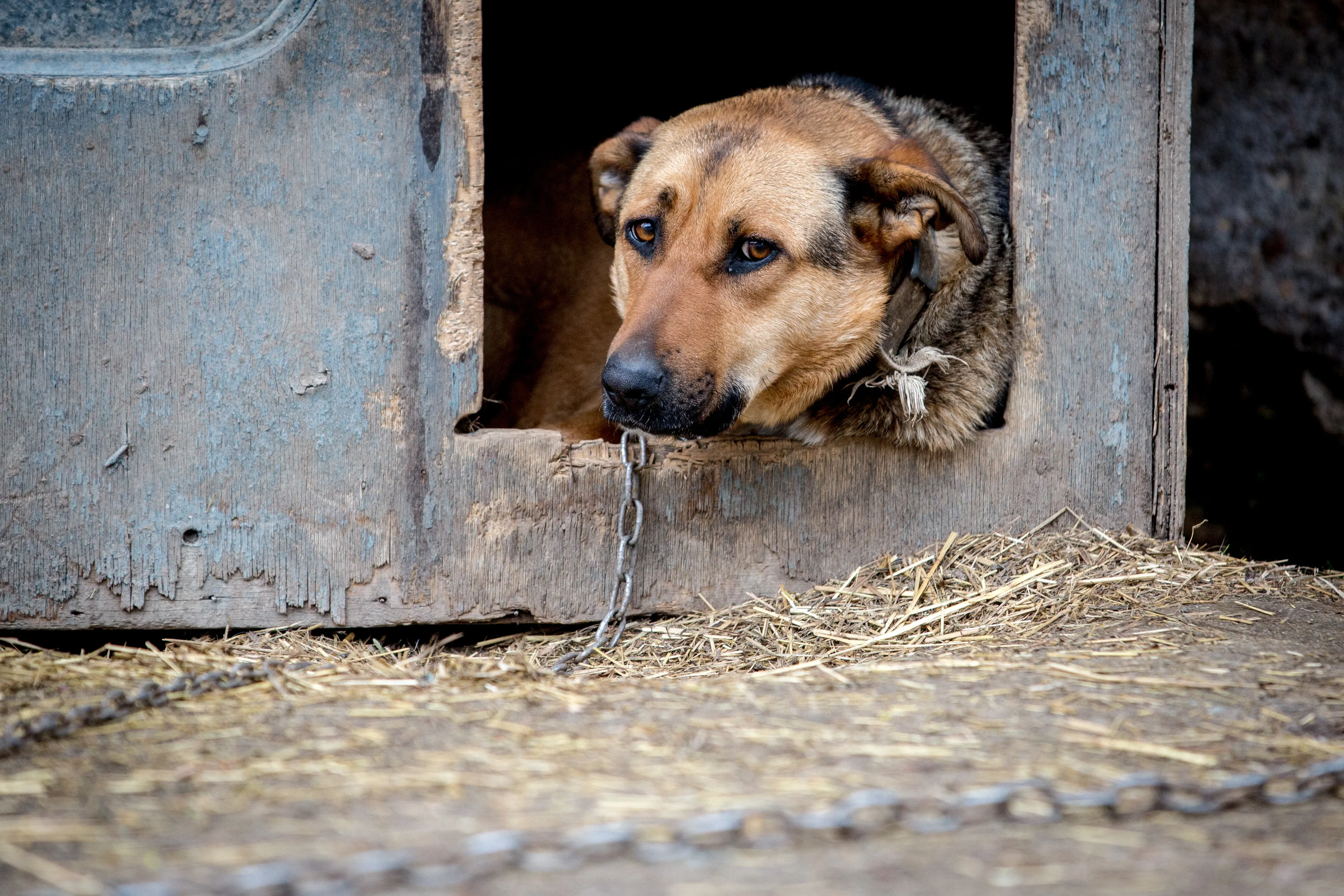 Pririštas šuo, būda