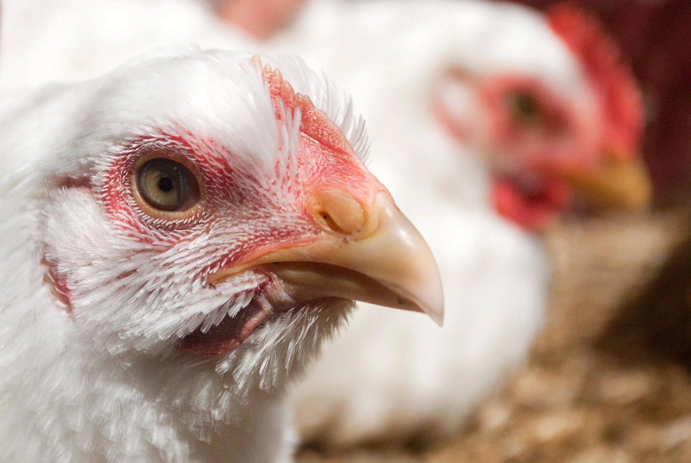 Vištų auginimas, naminiai paukščiai