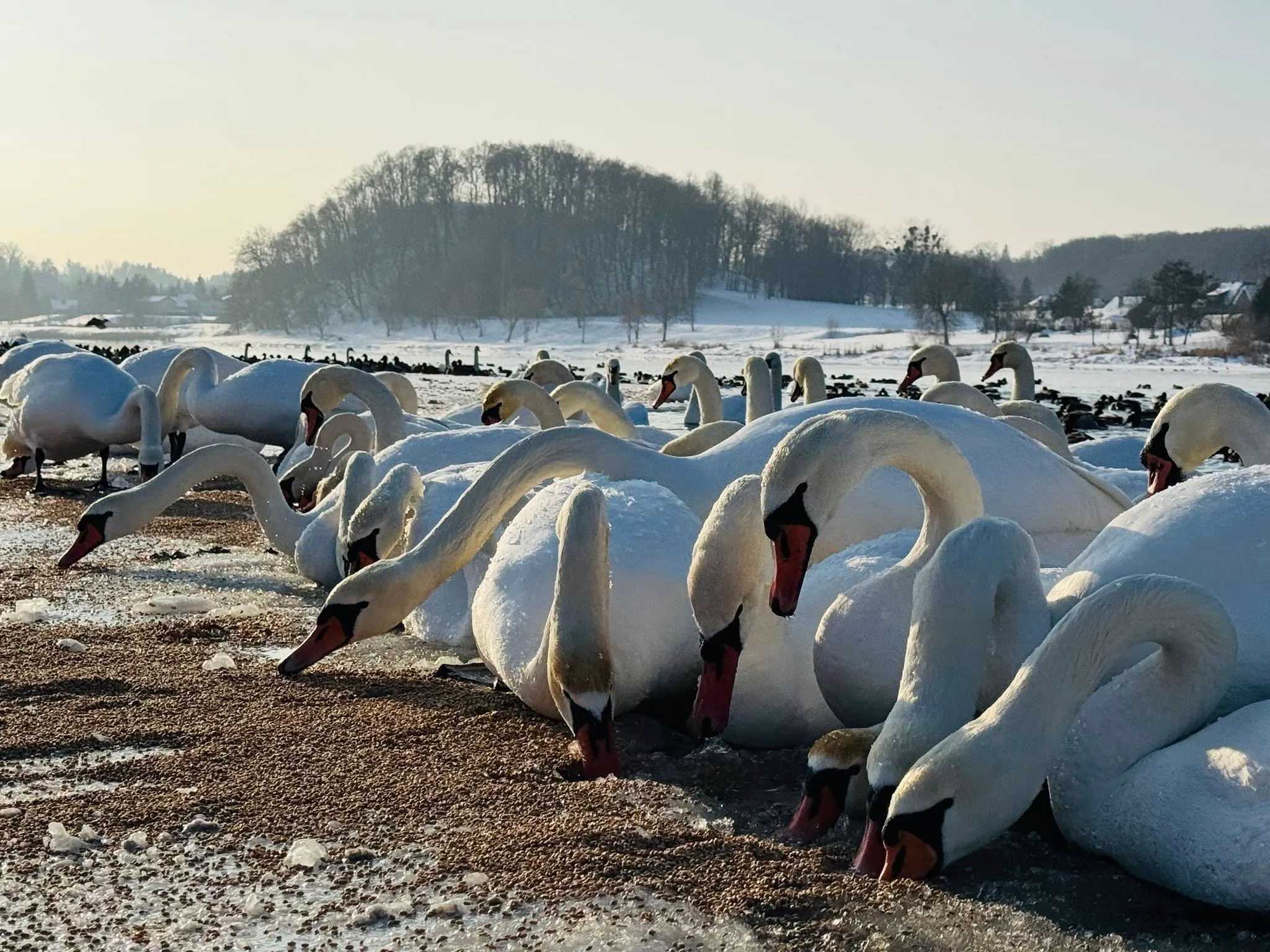 Šančiuose šeriamos gulbės / Žemųjų Šančių bendruomenės grupės nuotr.