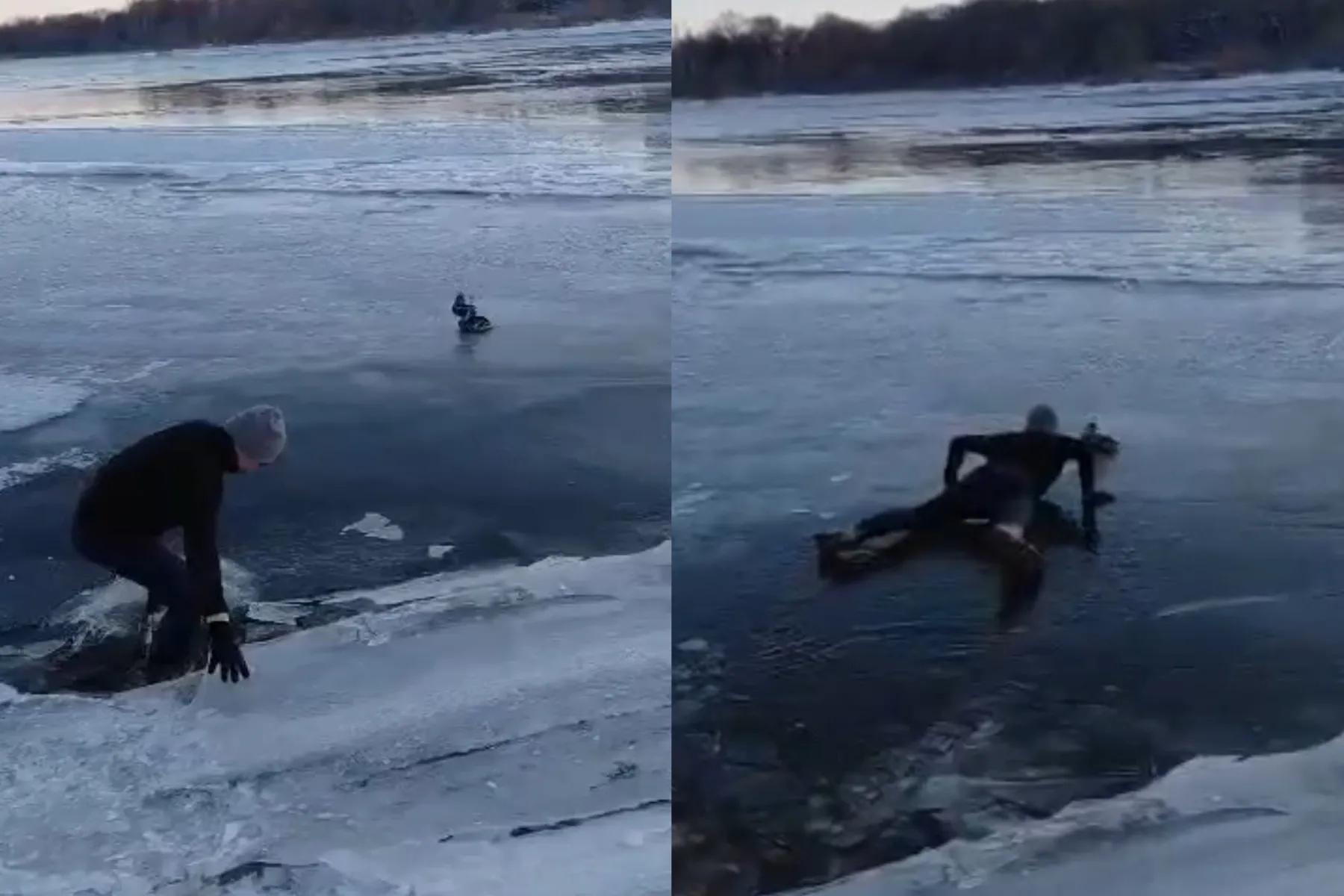 paukščio gelbėjimas