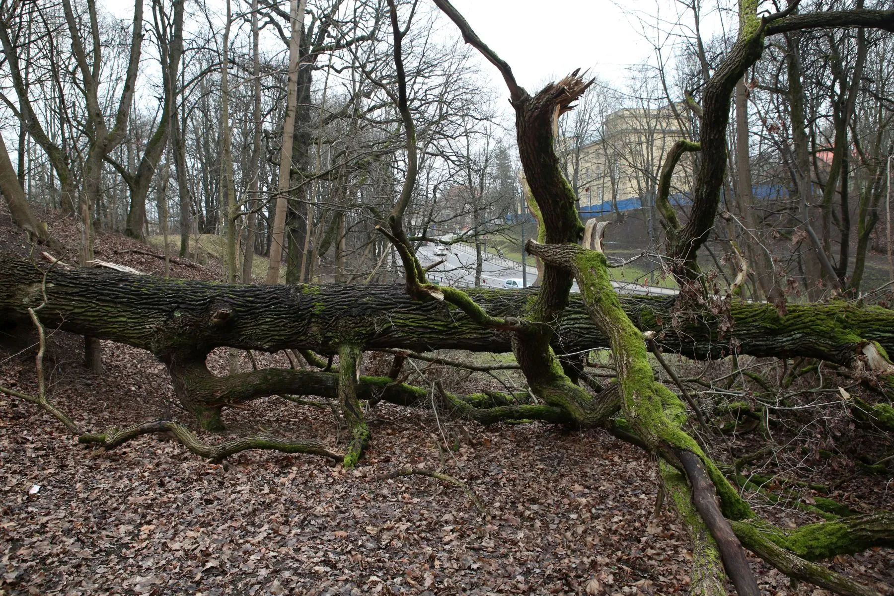 Nulūžęs senolis ąžuolas Parodos gatvės kalno pašonėje / M. Patašiaus nuotr.