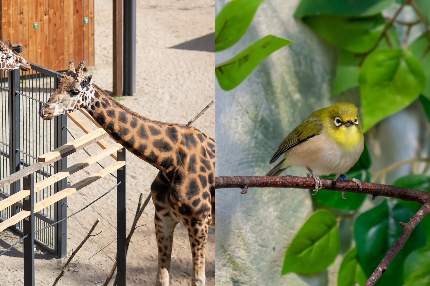 Žirafos, rytinis baltavokis