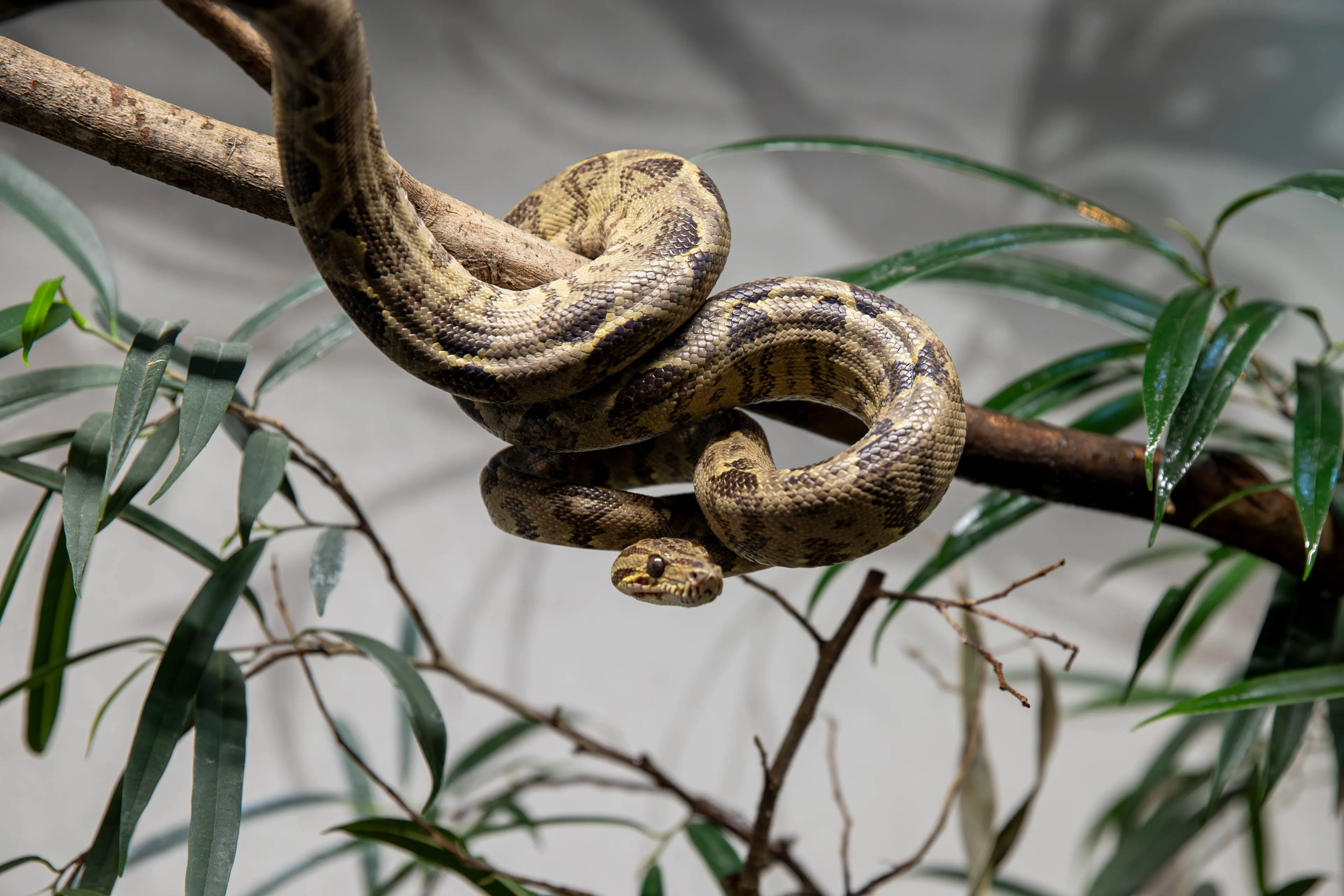 Paprastasis medžių smauglys