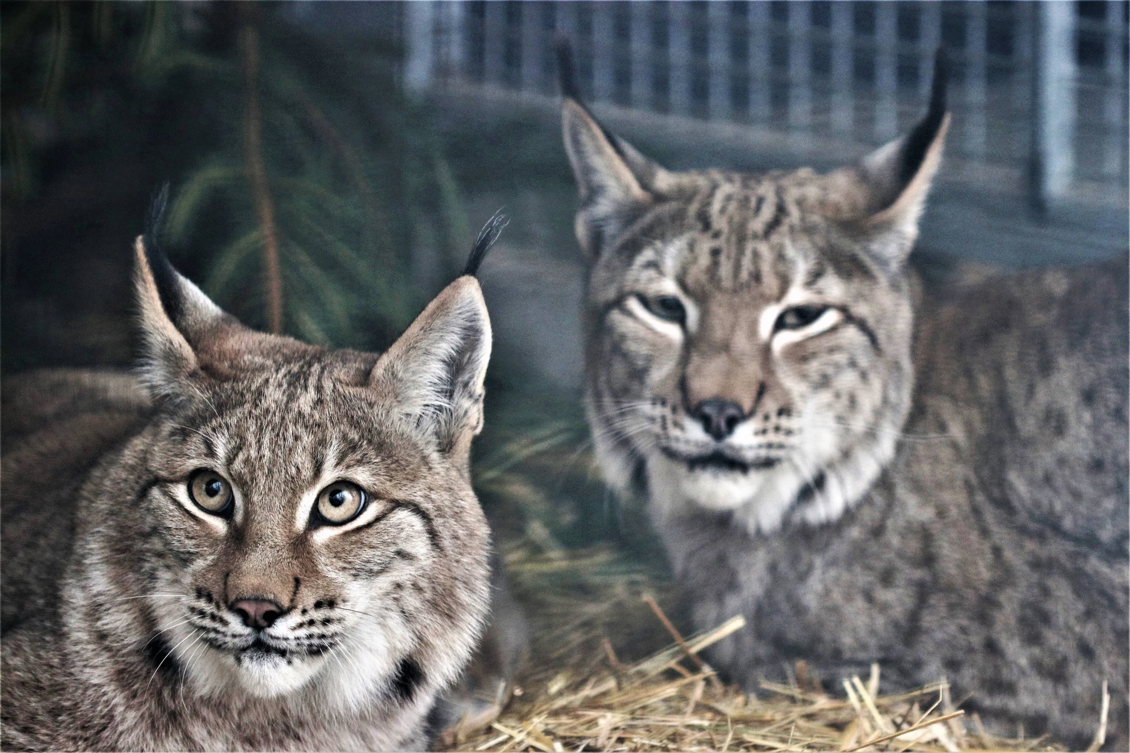 Laukinių gyvūnų poros Lietuvos zoologijos sode