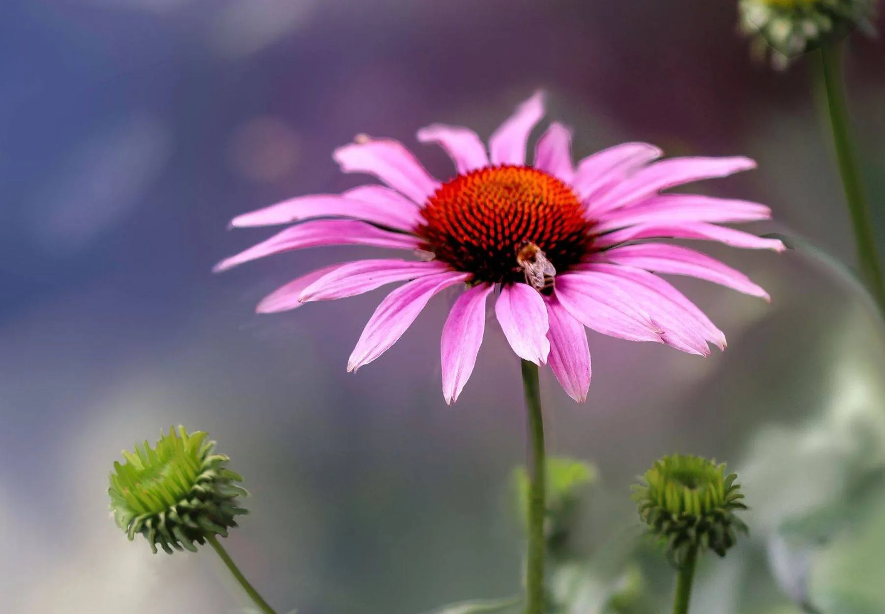 Rausvažiedė ežiuolė / VDU Botanikos sodo nuotr.