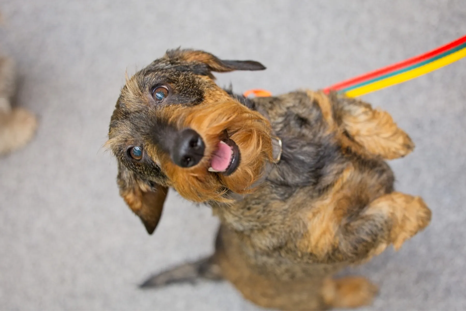 Šuo, taksas, taksų lenktynės