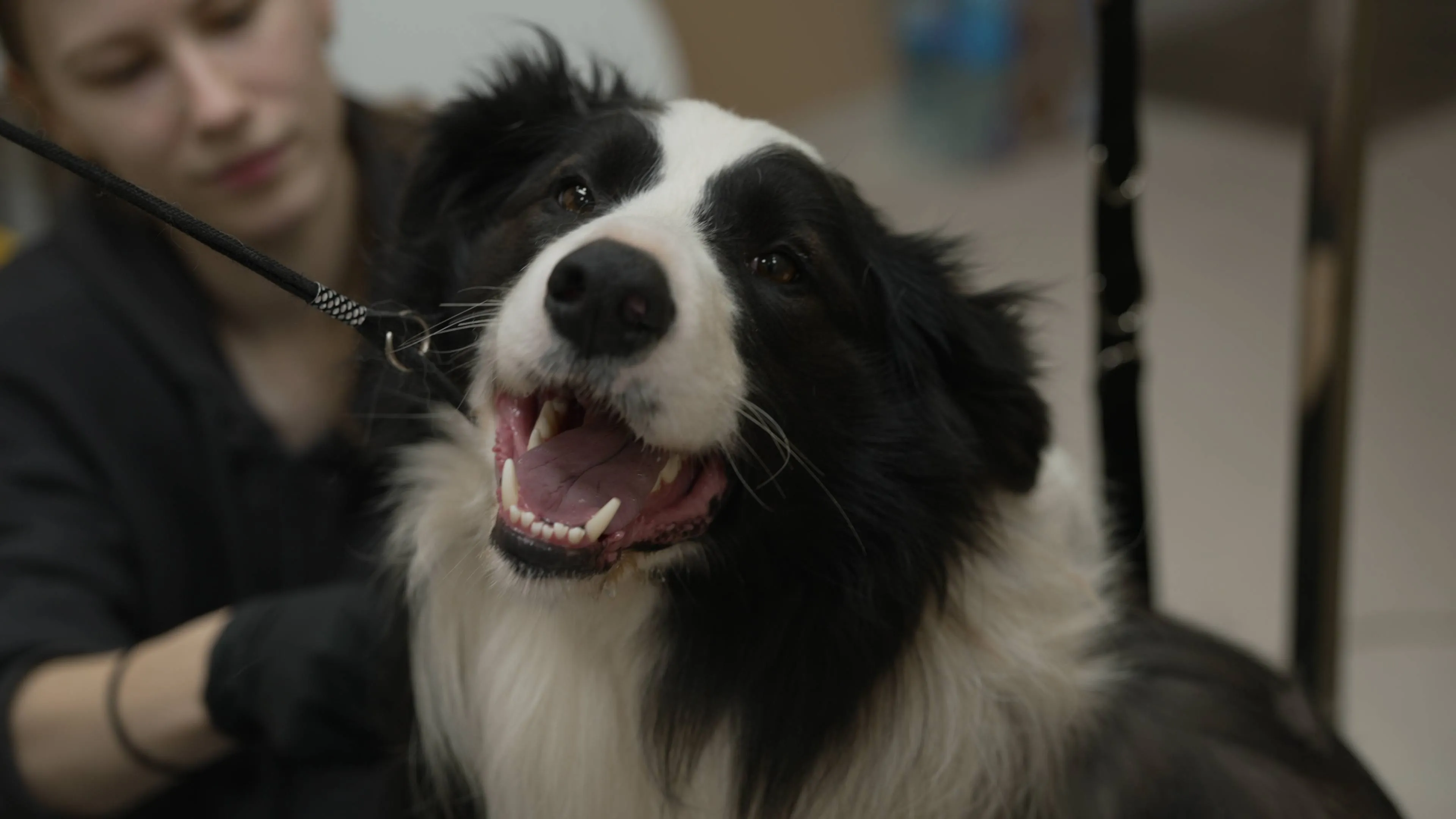 Kaune duris atvėrė šuniukų kirpykla „Groomy“