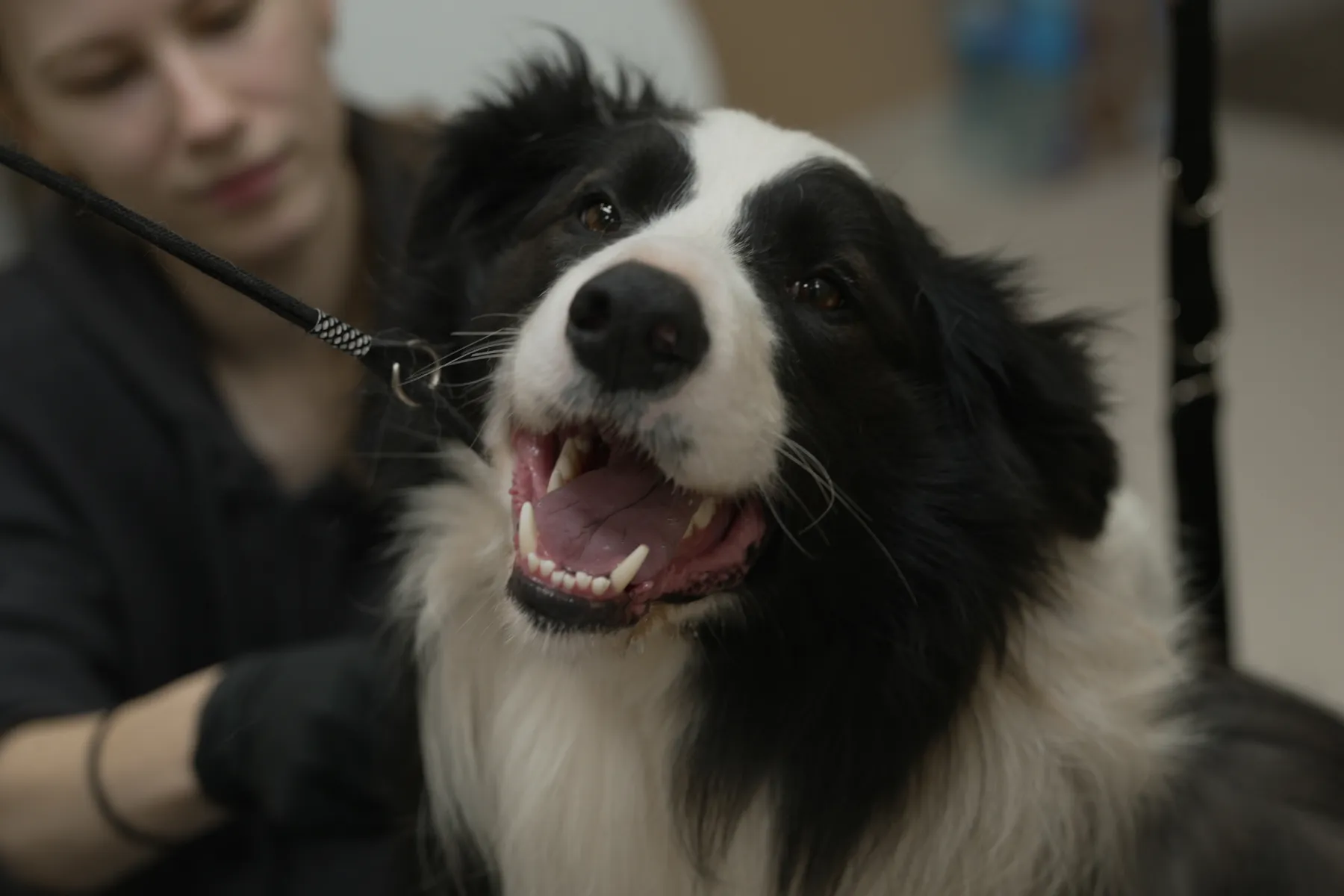 Šuniukų kirpykla „Groomy“