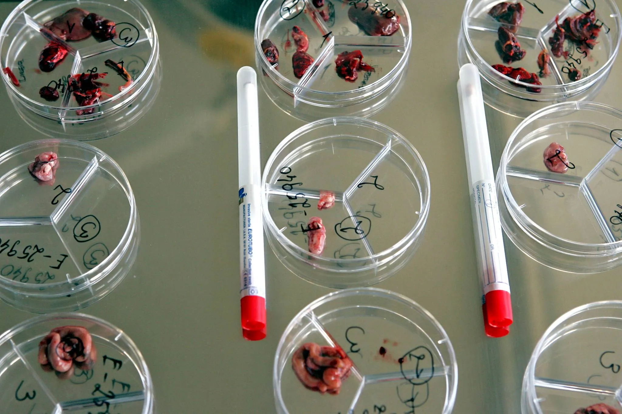 Veterinariniai tyrimai / Elmārs Rudzītis, BNS nuotr.