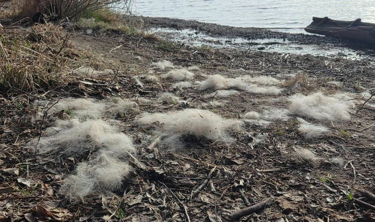 Kailis prie Kauno marių