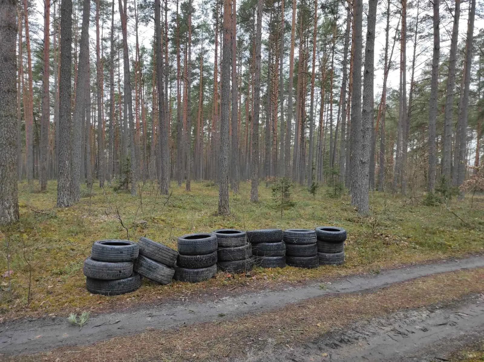 Miške paliktos padangos