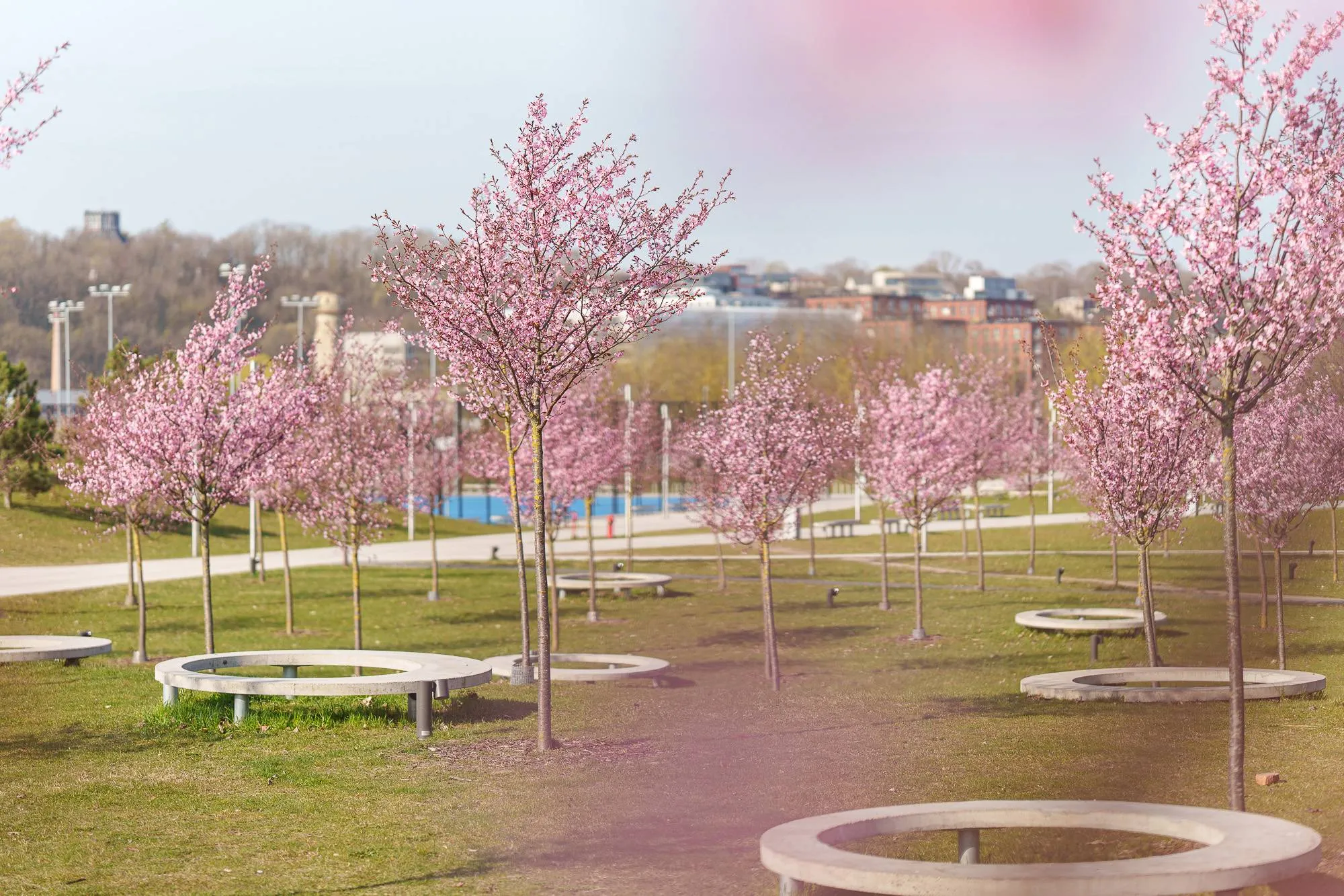 Pražydo sakuros Nemuno saloje