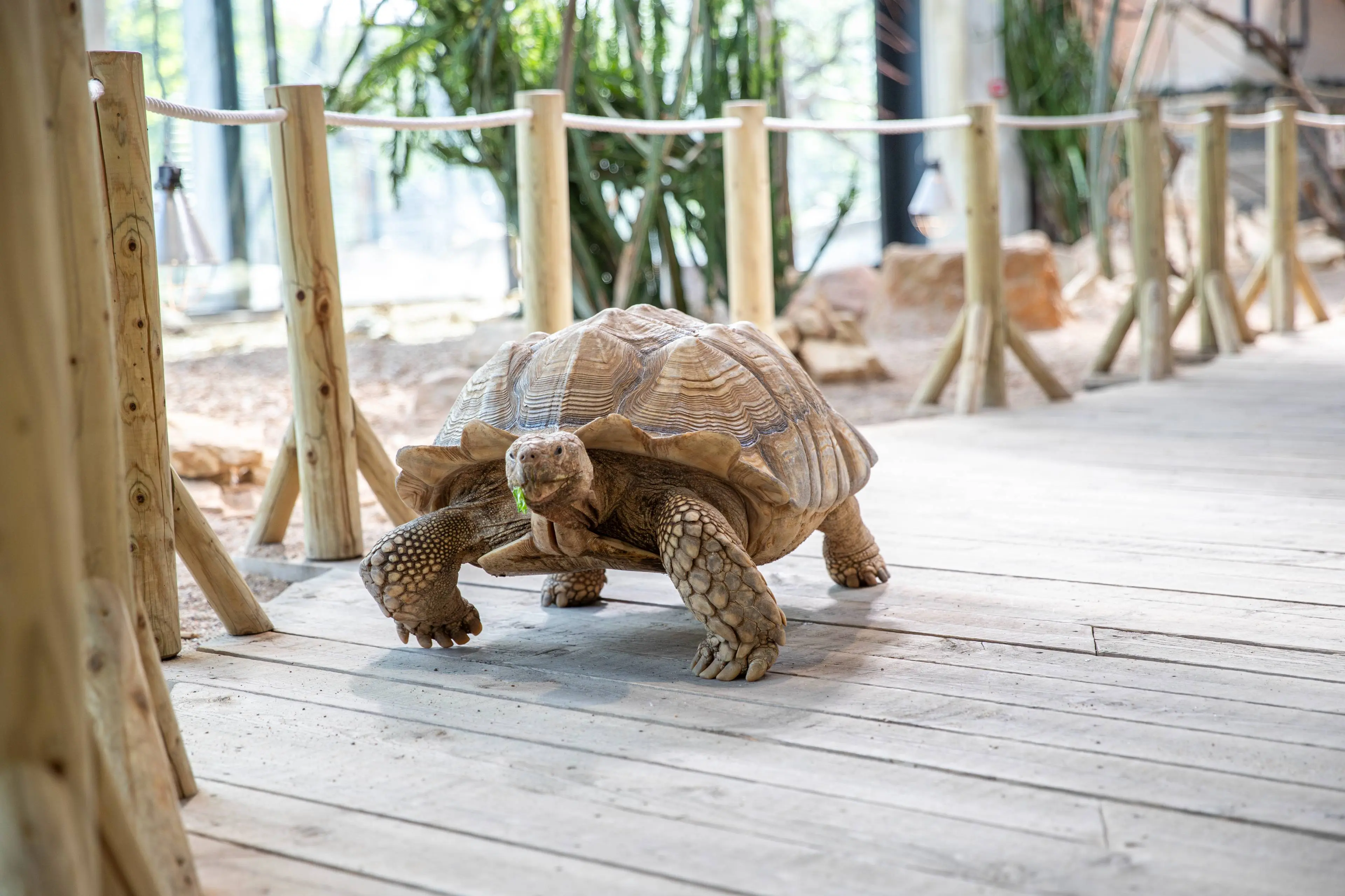 Garbaus gimtadienio proga prisimenami ir zoologijos sodo senjorai