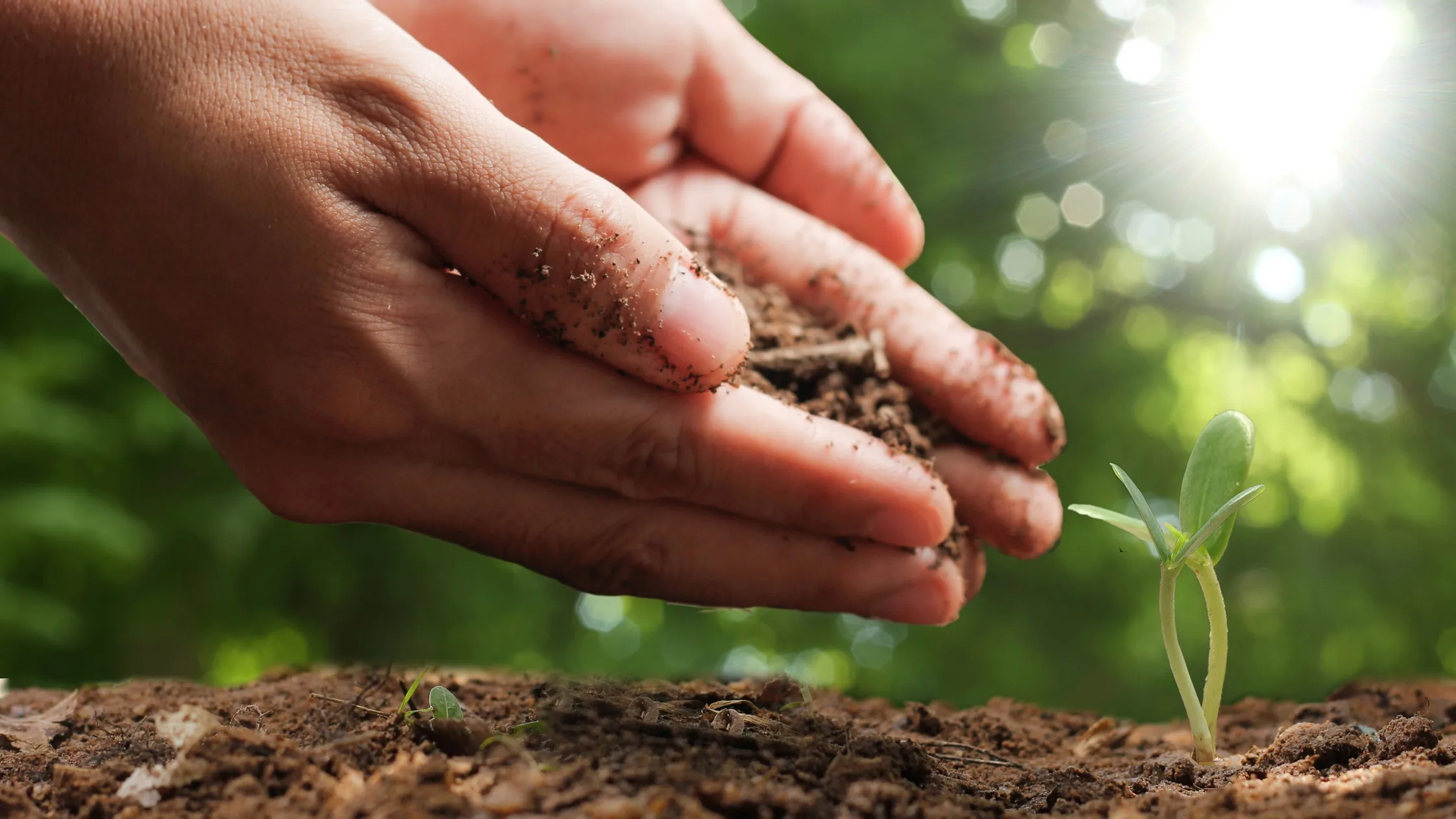 afb compost bij rd4 2020 1