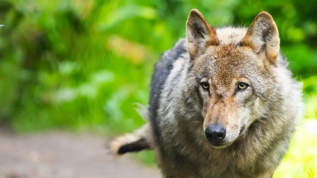 37-jarige vrouw zwaargewond na aanval door drie wolven in Frans dierenpark