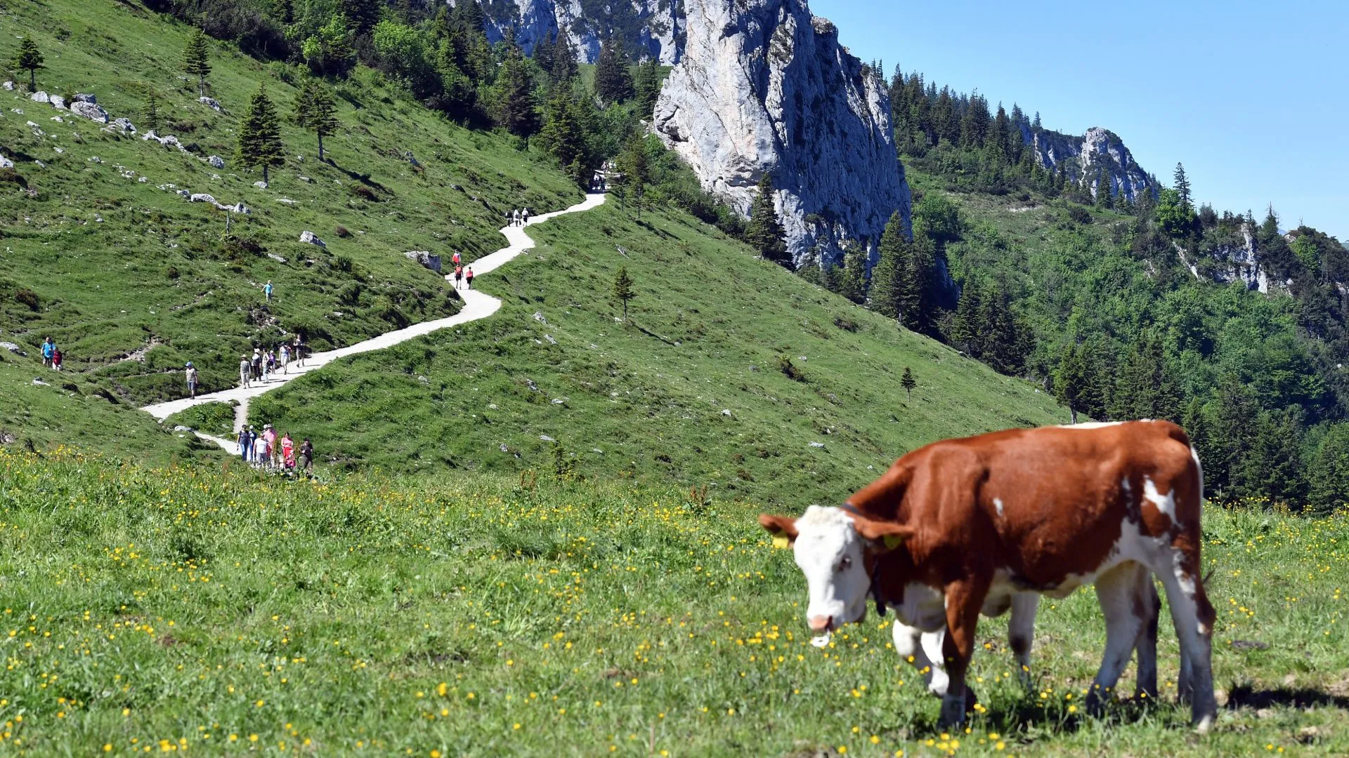 Koe valt Nederlandse toerist aan in Oostenrijkse alpen