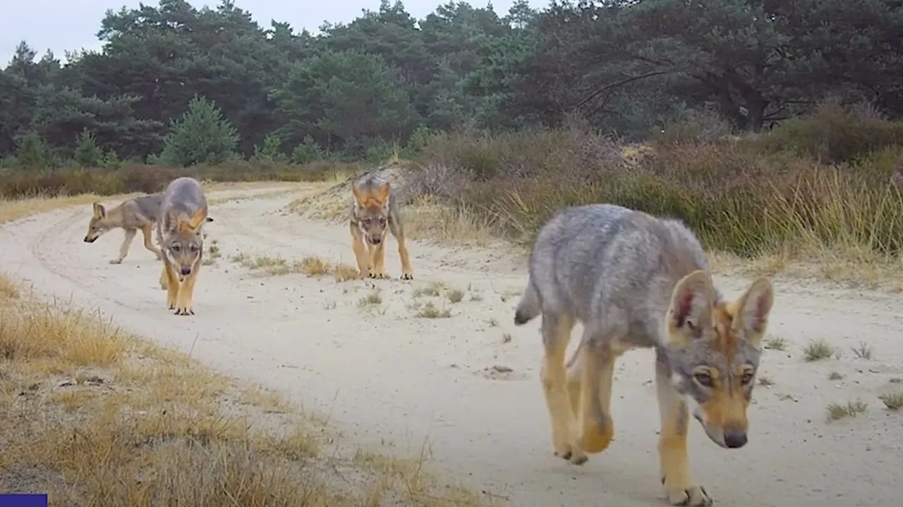 Zo vaak vallen wolven dieren aan in Nederland