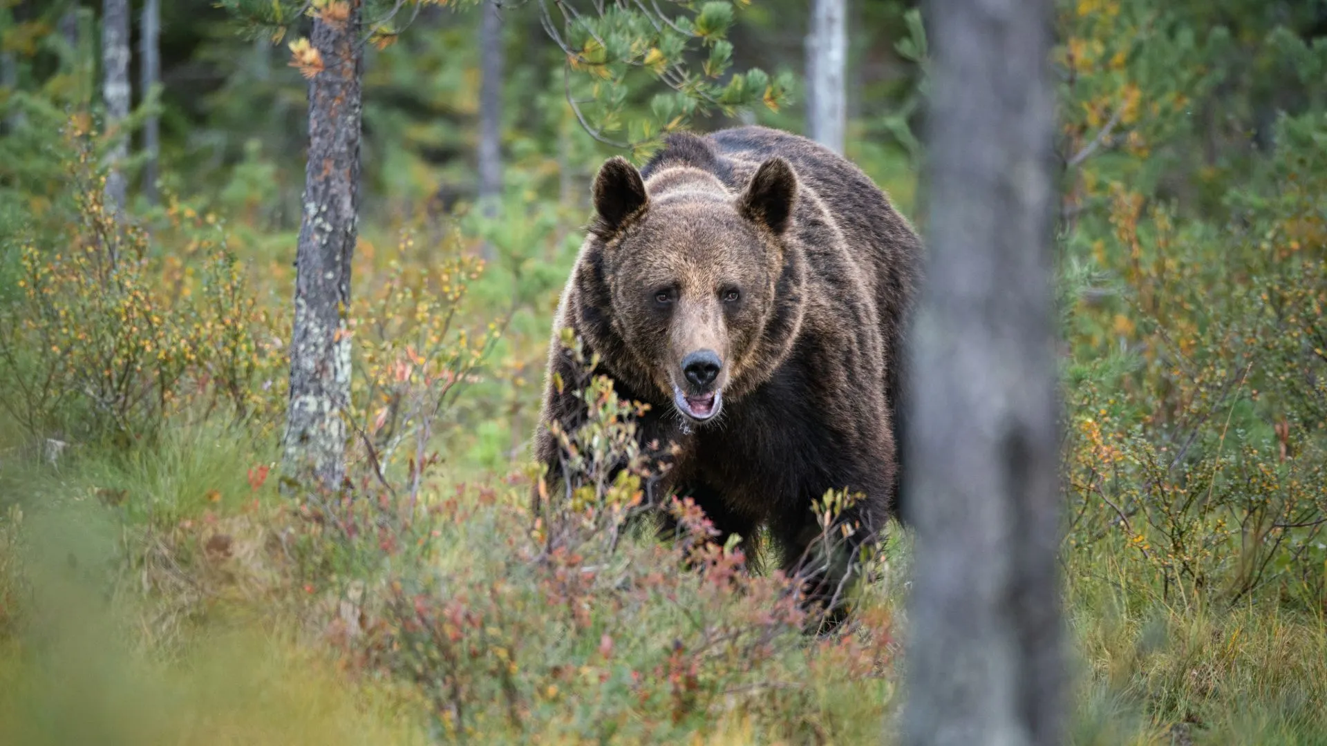 Nederlandse vrouw overleeft ternauwernood grizzlyaanval in Canada
