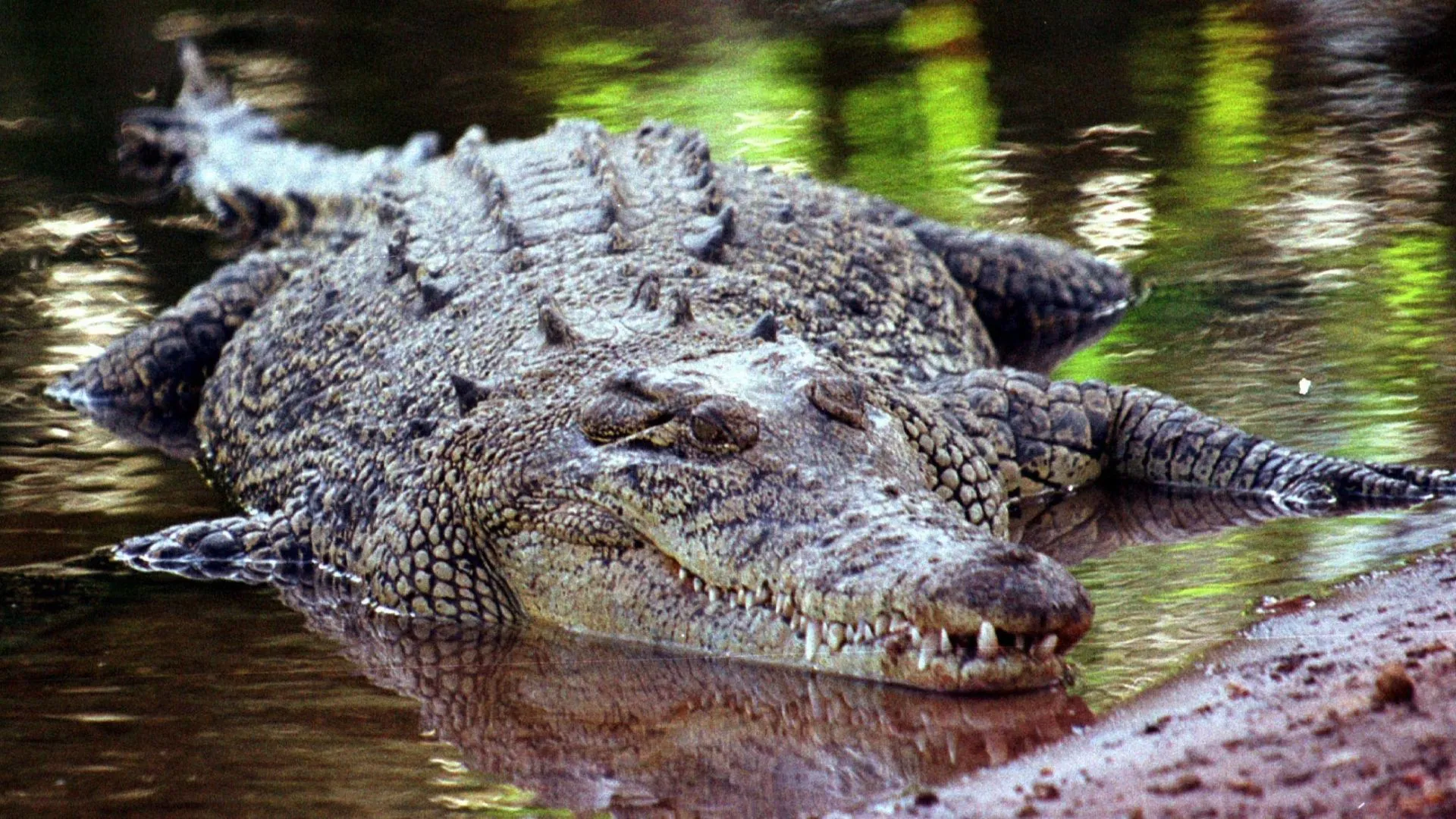 Man (40) voor ogen van vrouw en kind verslonden door krokodil