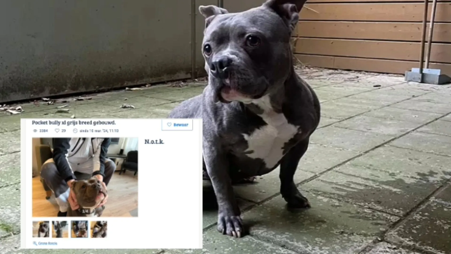 Gedumpte hond werd maandenlang aangeboden op Marktplaats