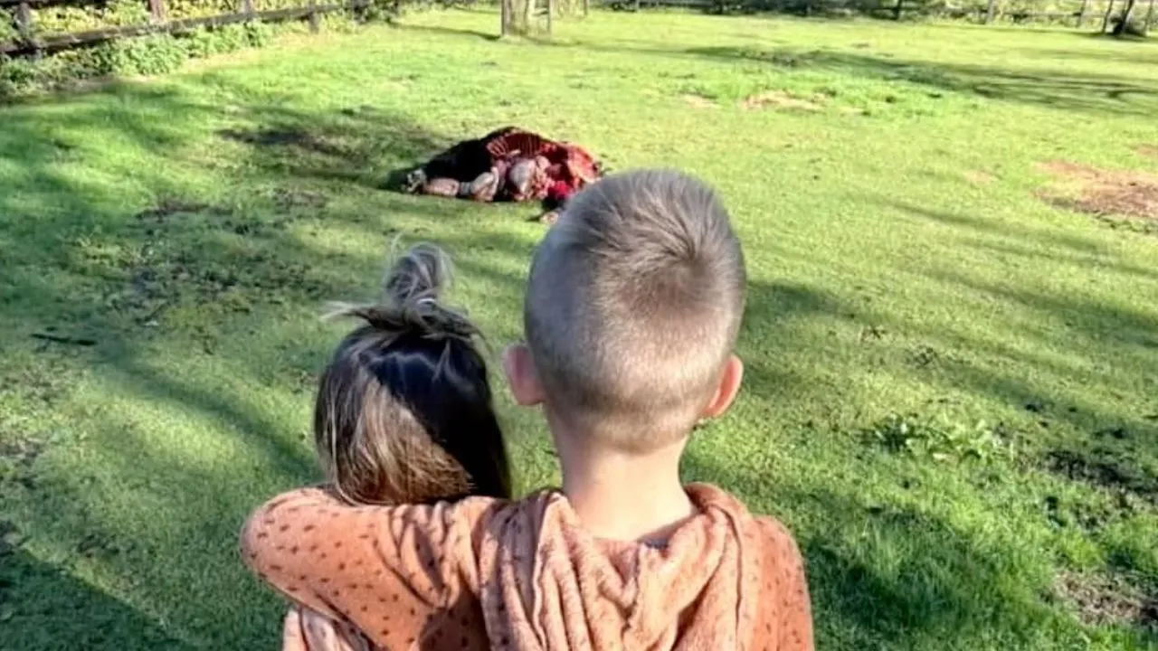 Pony 'half opgegeten' door wolf in Wekerom