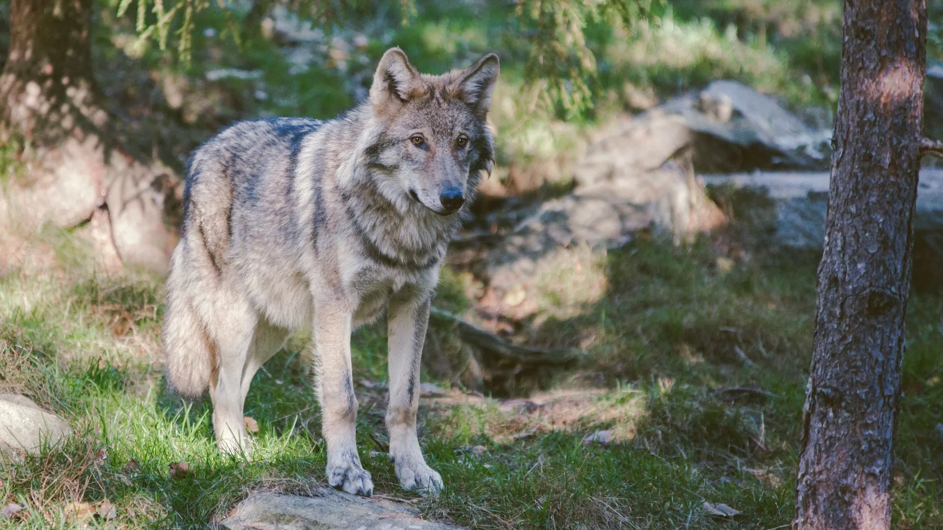 Provincie Utrecht verliest rechtszaak: wolf blijft vrij rondlopen