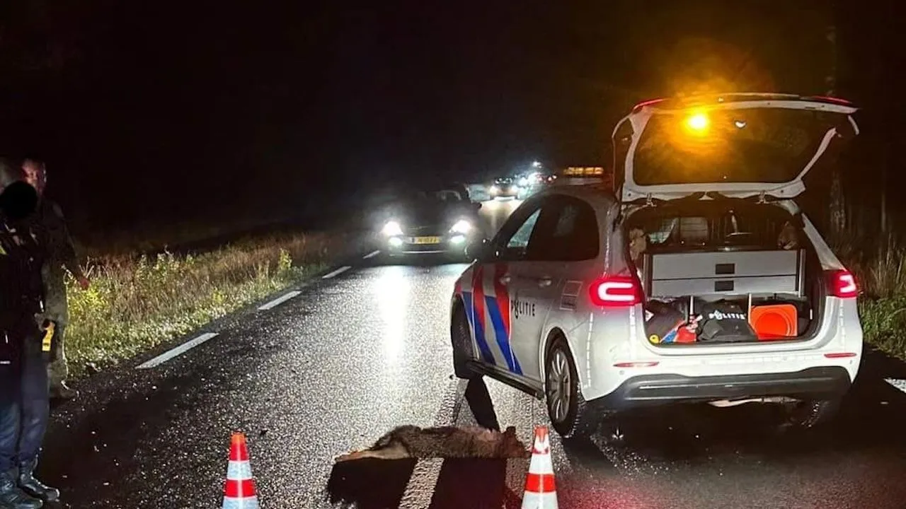 Drie wolven gedood met auto in Otterlo: 'Smerige doodrijders!'