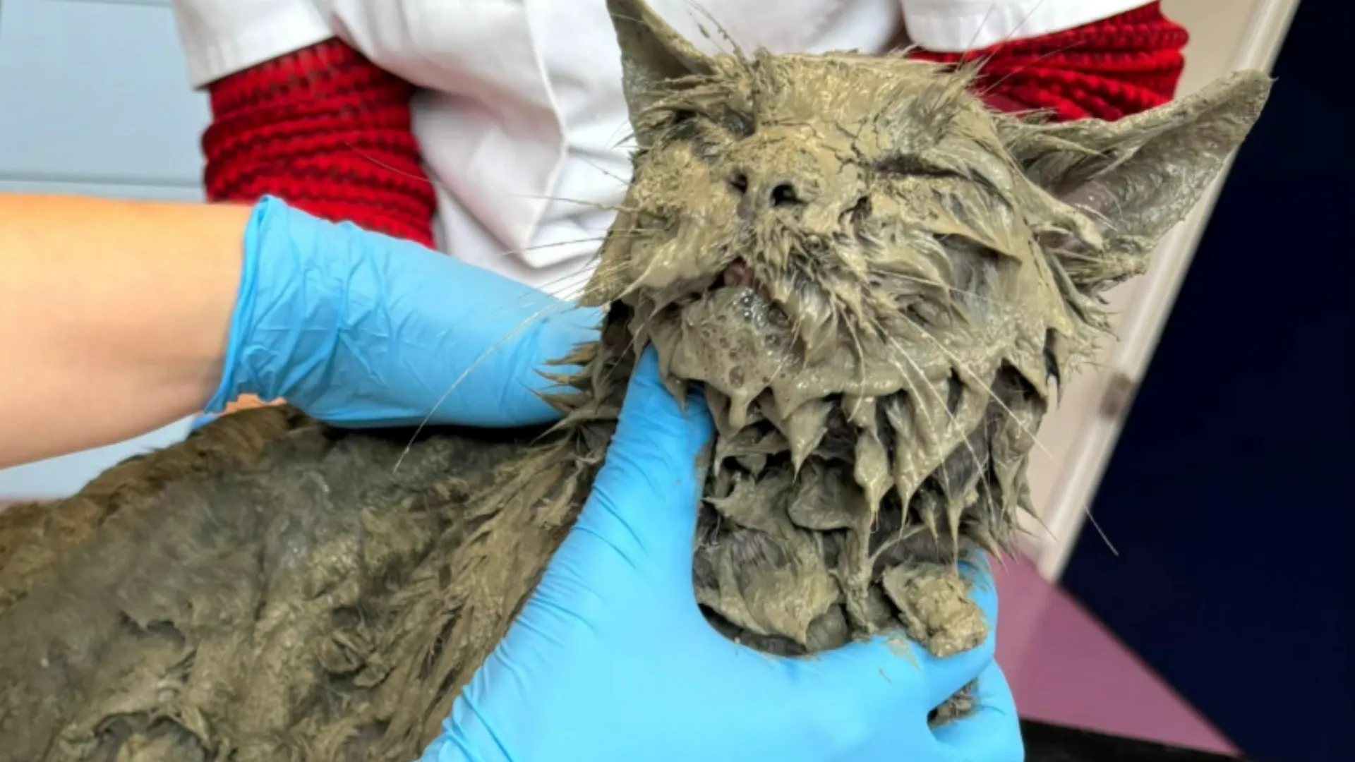 Wandelaar doet bizarre ontdekking: kat Pelle bedolven in cementlaag