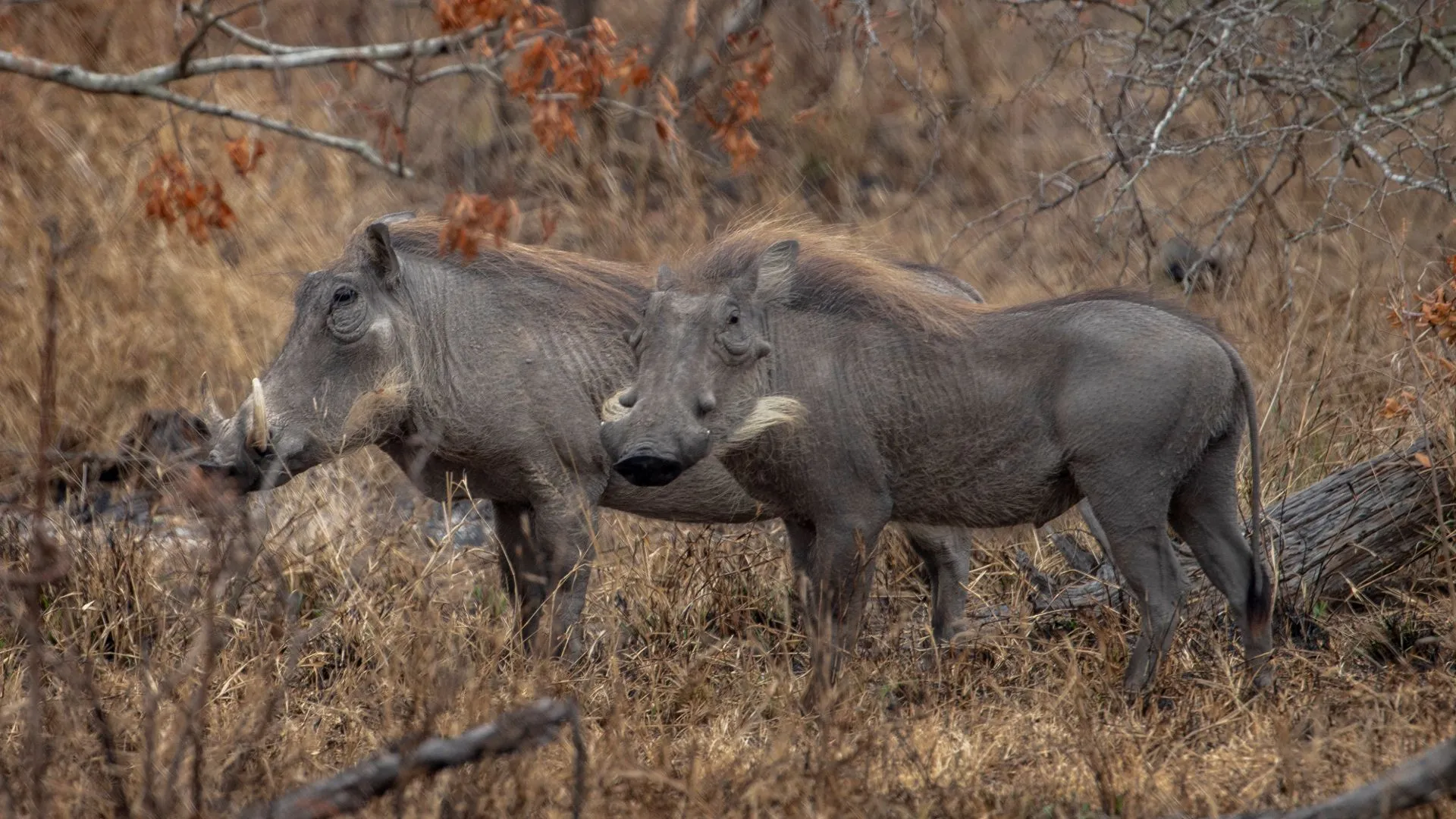 Zuid-Afrikaanse boer doodt twee vrouwen en voert hen aan varkens