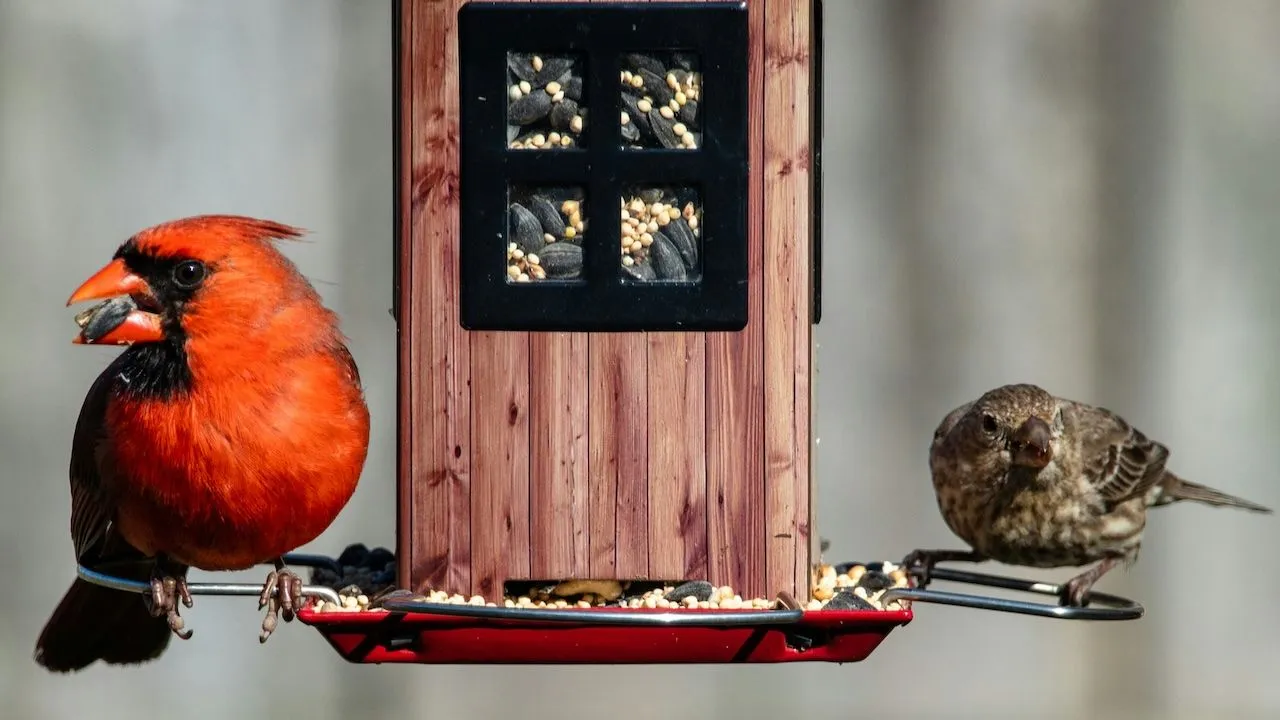 vetbol vogels