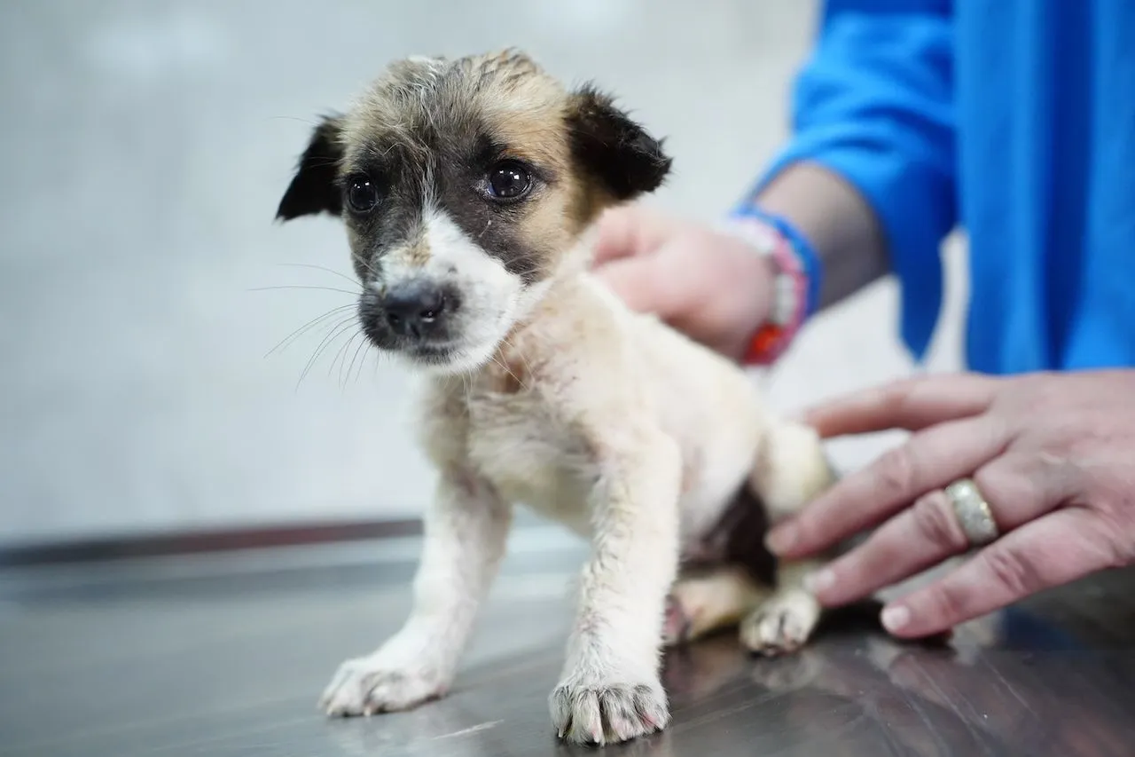 Nederlandse honden massaal ziek door giftige kauwbotten