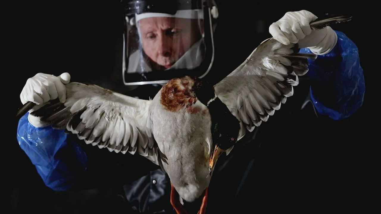 h5n1 vogelgriep