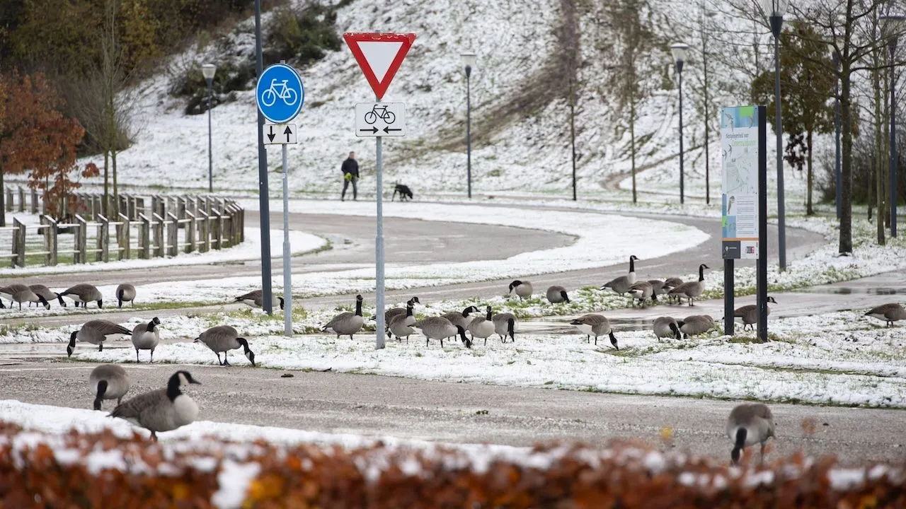 sneeuw nederland januari 2025