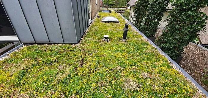 groen dak 9599c9b8ed