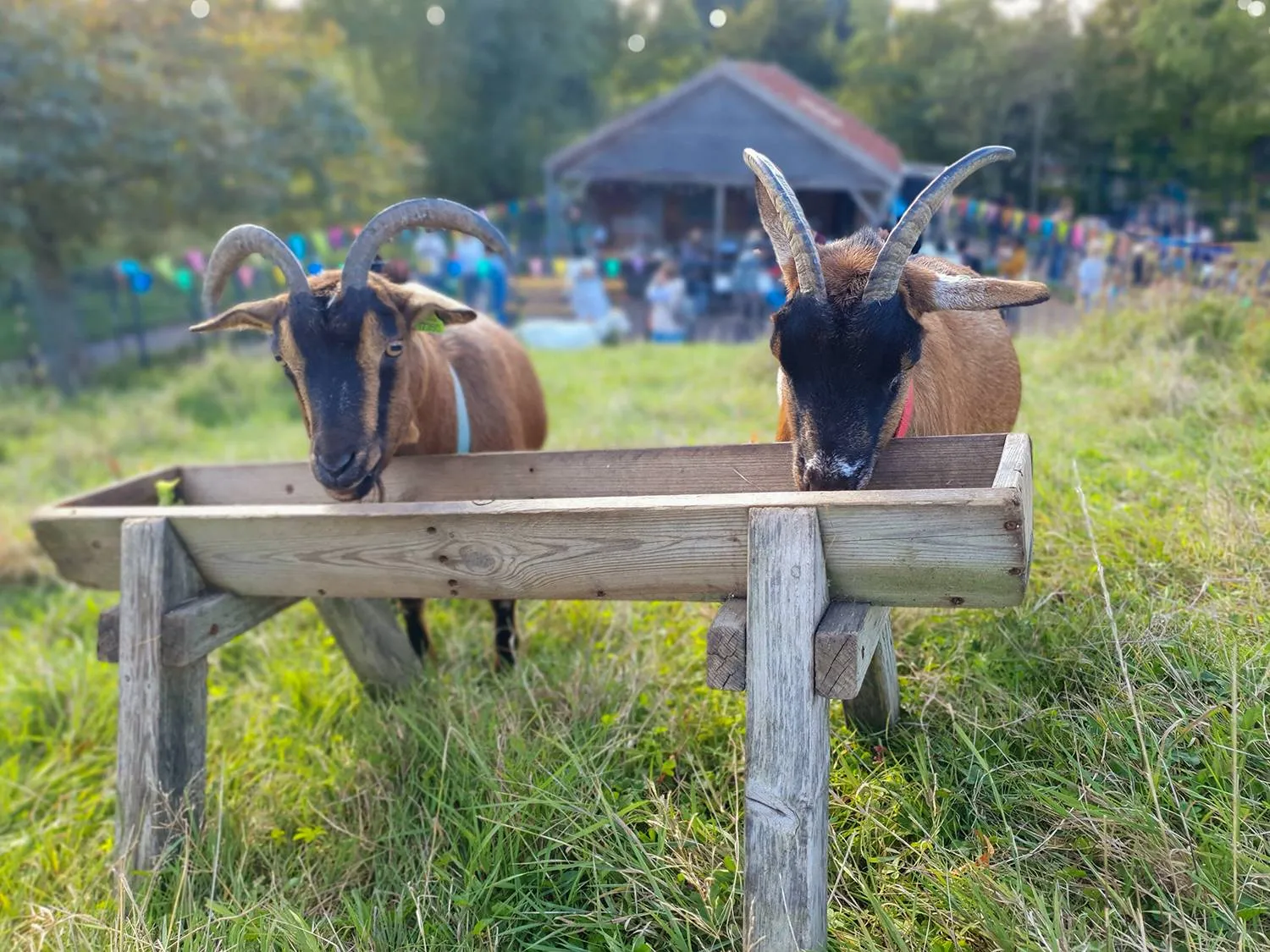 dierenweide de kraal open dag